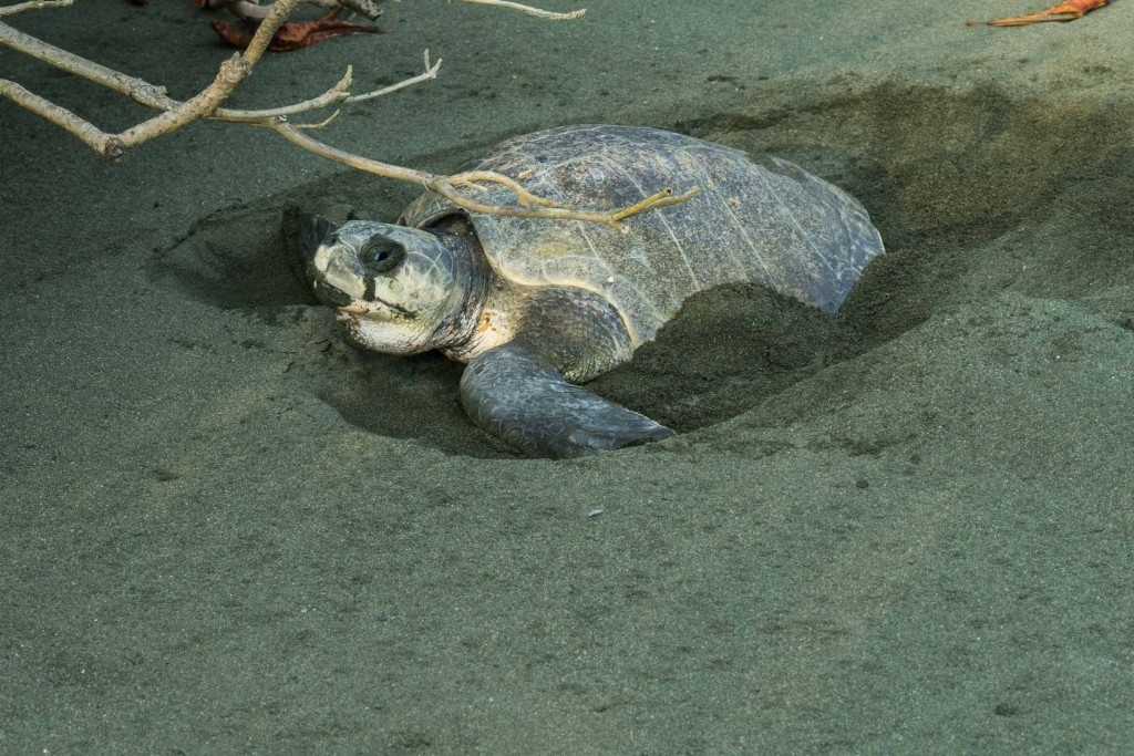 corcovado carate turtle nesting