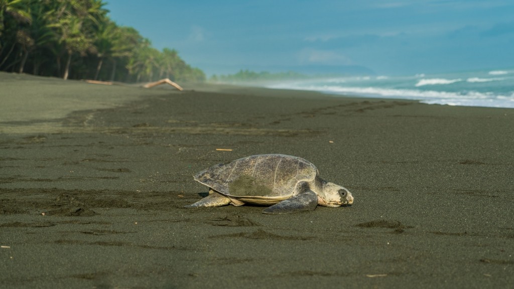 corcovado carate turtle nesting