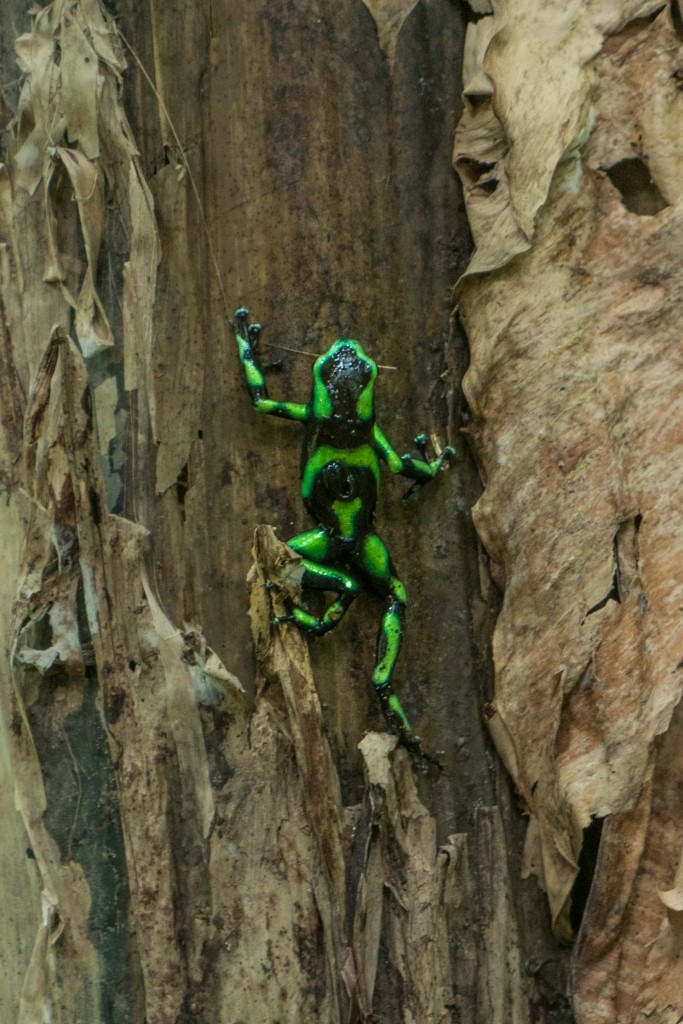 corcovado national park frog