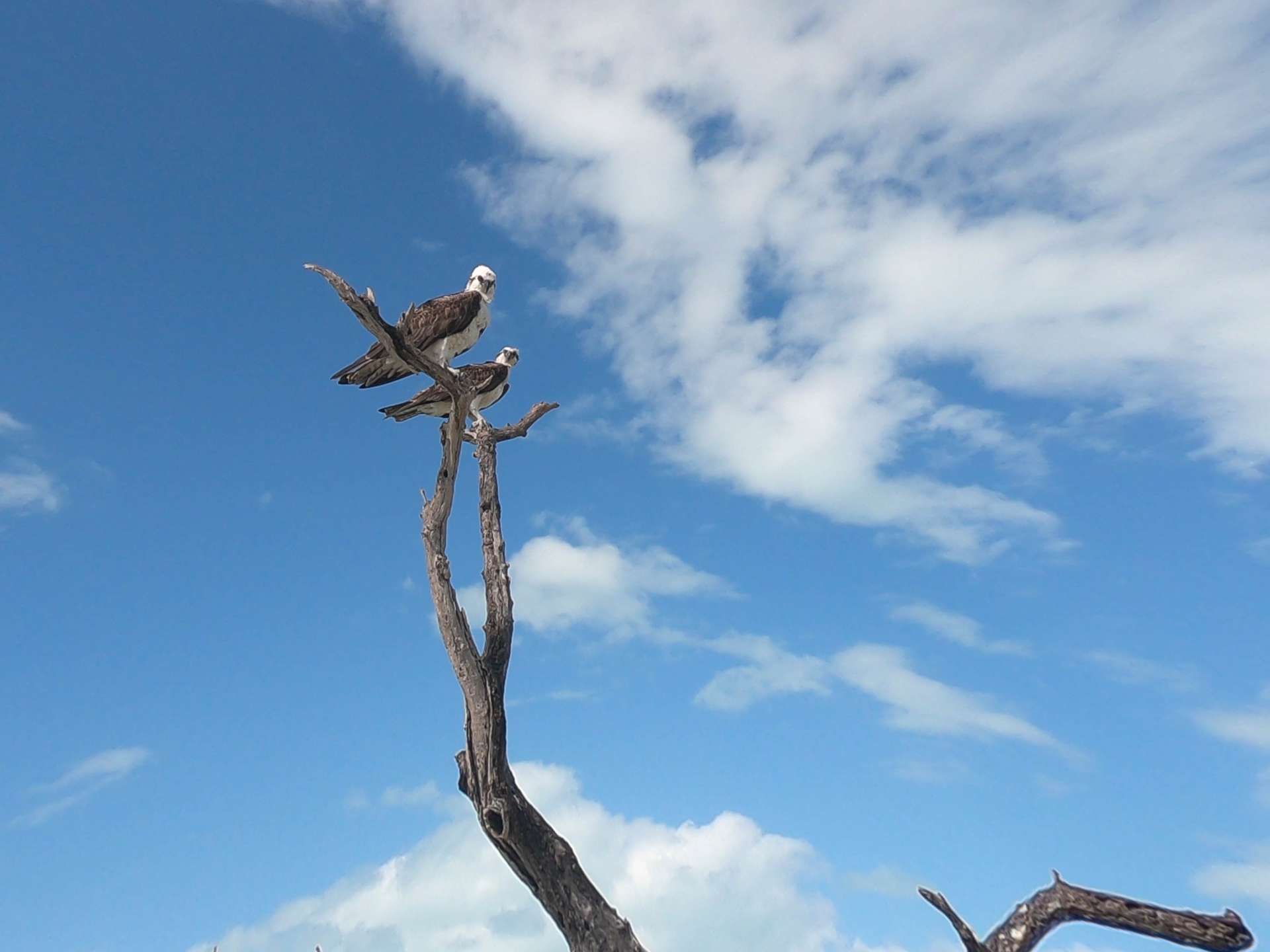 Isla Holbox Island Mexico Enrico Pescantini Pescart Travel Blog black-and-white hawk eagles