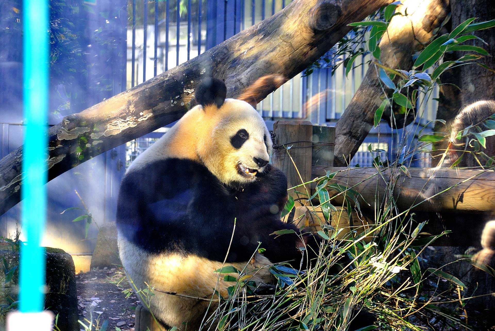 Tokyo, Japan - Ueno zoo pandas