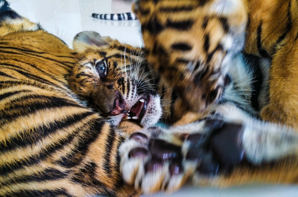 Damnoen Saduak Tiger Zoo in Bangkok, Thailand: tigers cub feeding, cutest thing ever!