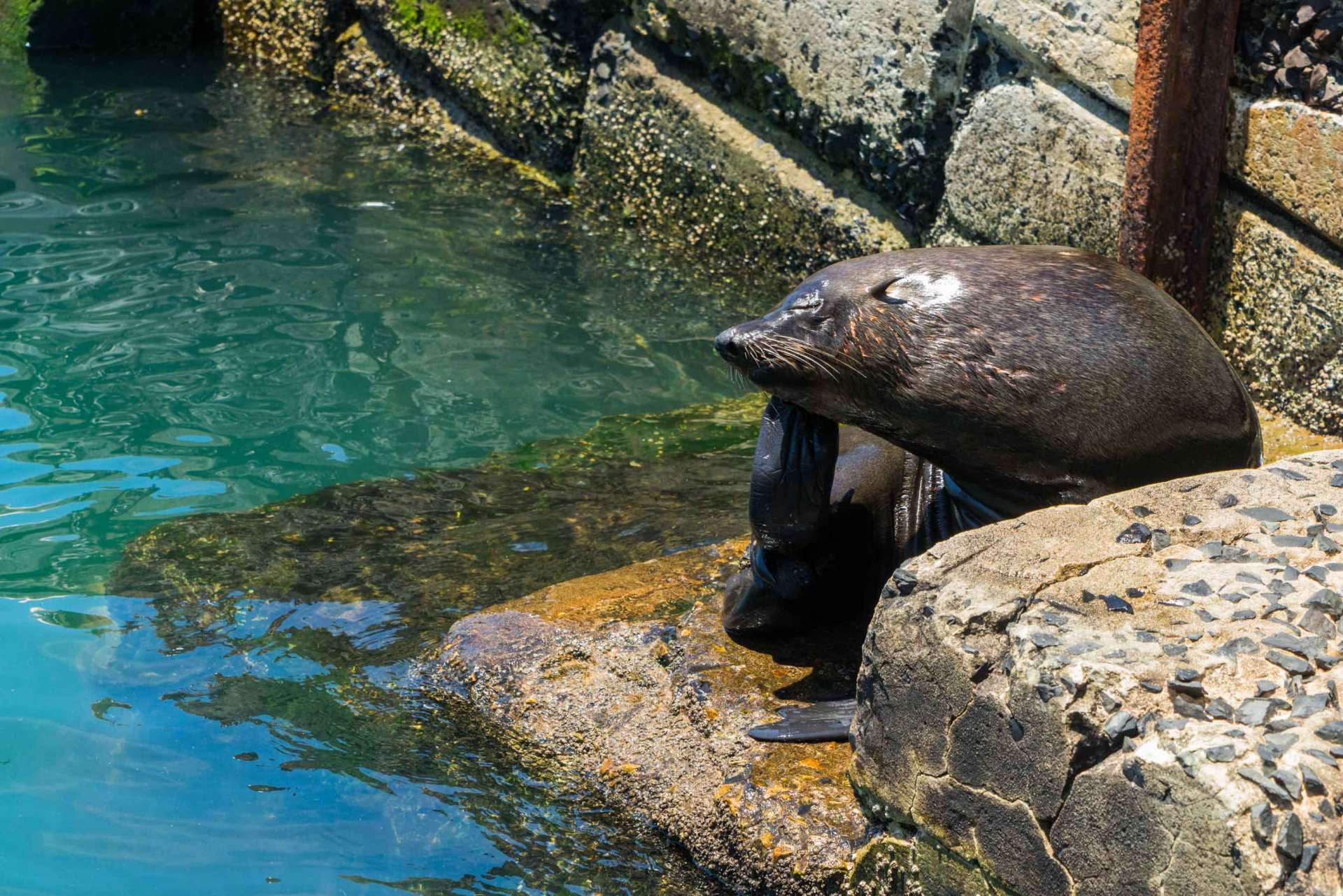 Cape Town Seals Pescart Enrico Pescantini 5 Enrico Pescantini Travel