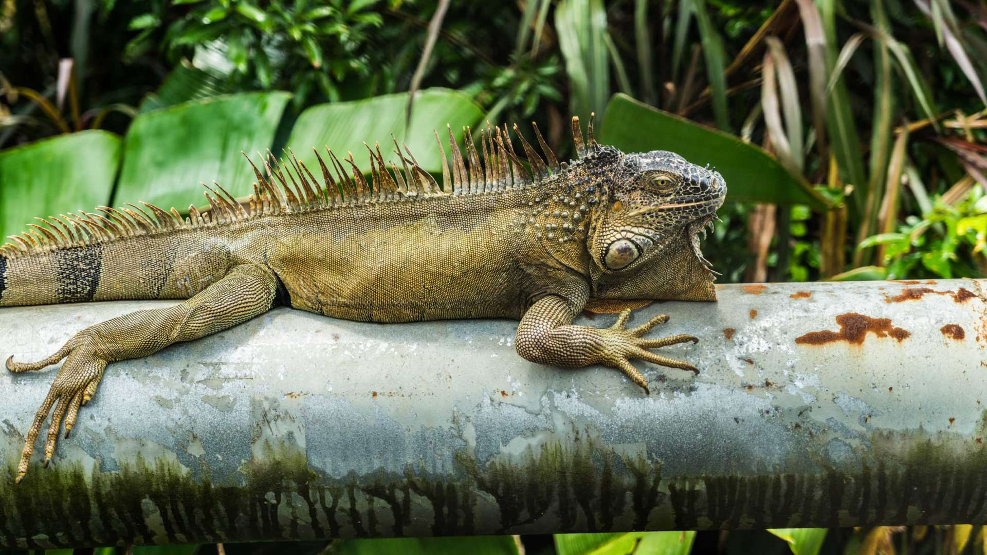 Costa Rica Enrico Pescantini PescArt Iguana Bridge 1 - Enrico ...