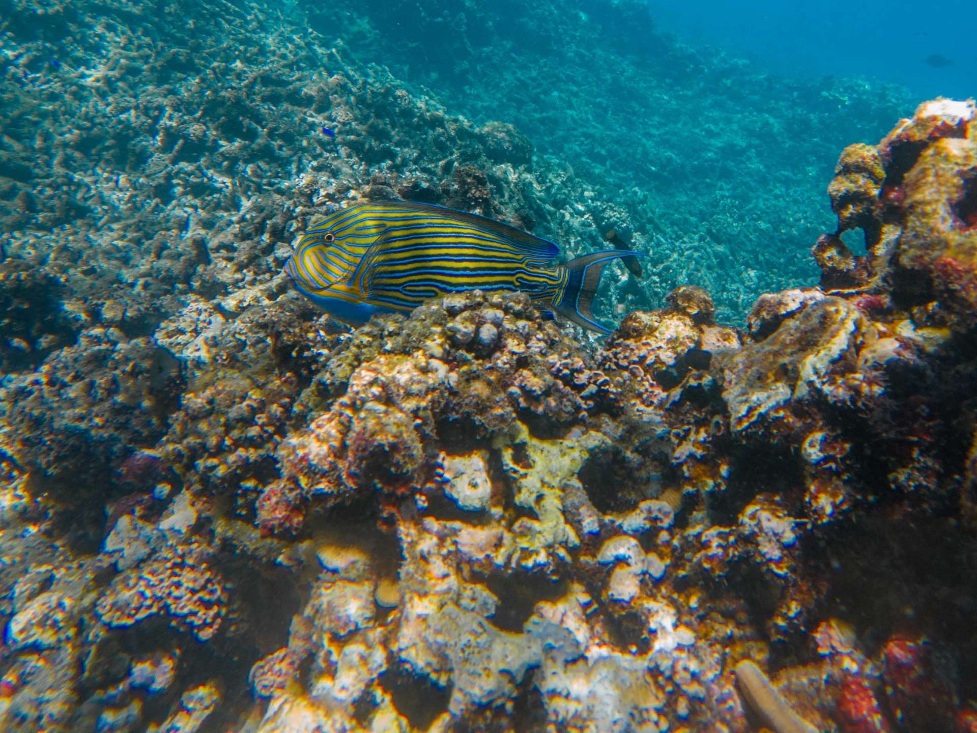 Big sister grande soeur island Seychelles travel photography underwater snorkeling enrico pescantini