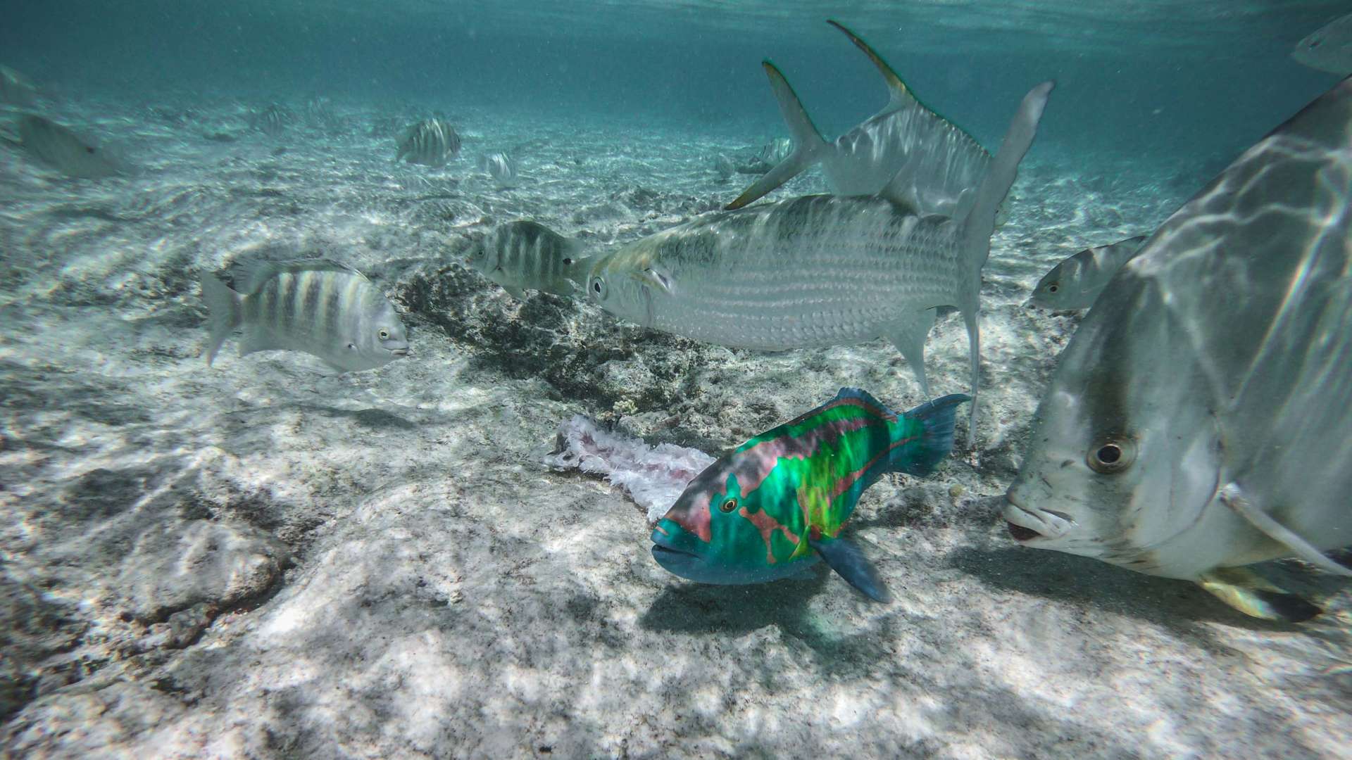 Big sister grande soeur island Seychelles travel photography underwater snorkeling enrico pescantini