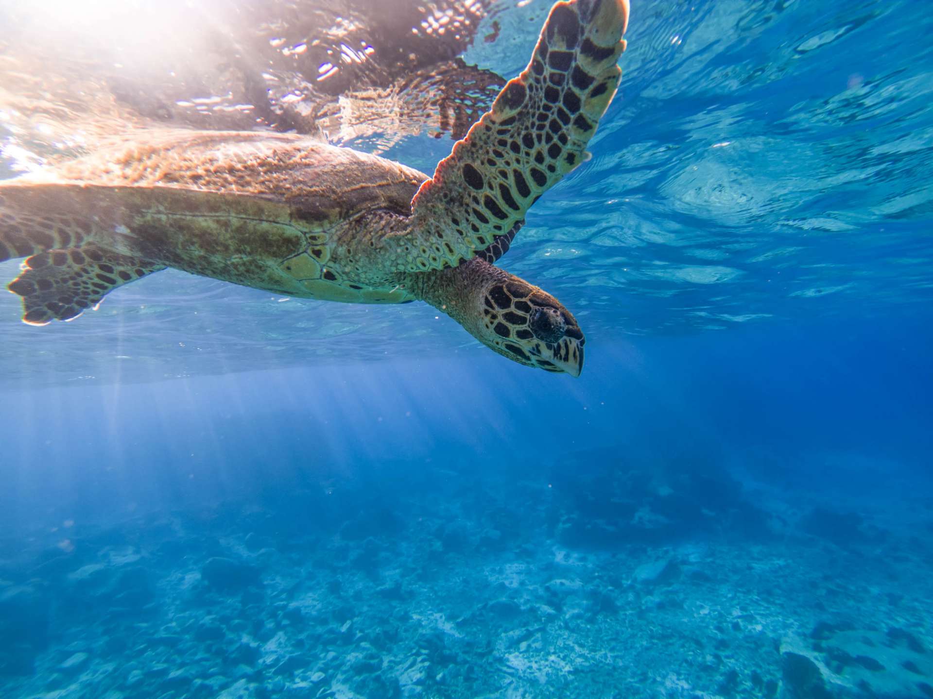 Coco island Seychelles travel photography underwater snorkeling enrico pescantini.GPR