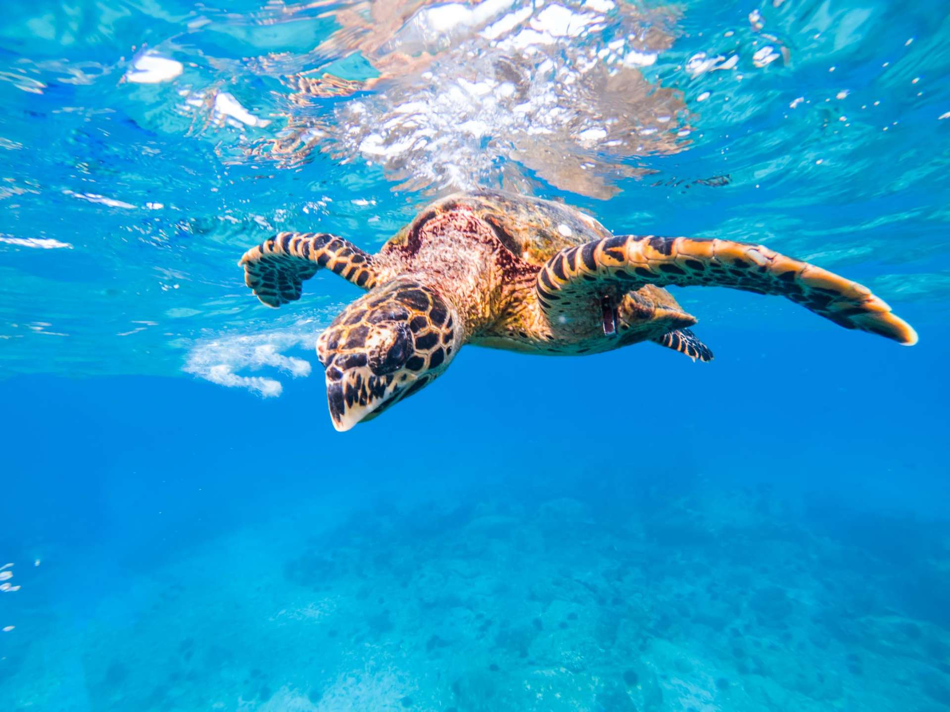 Coco island Seychelles travel photography underwater snorkeling enrico pescantini.GPR