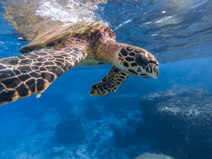 Coco island Seychelles travel photography underwater snorkeling enrico pescantini.GPR.GPR