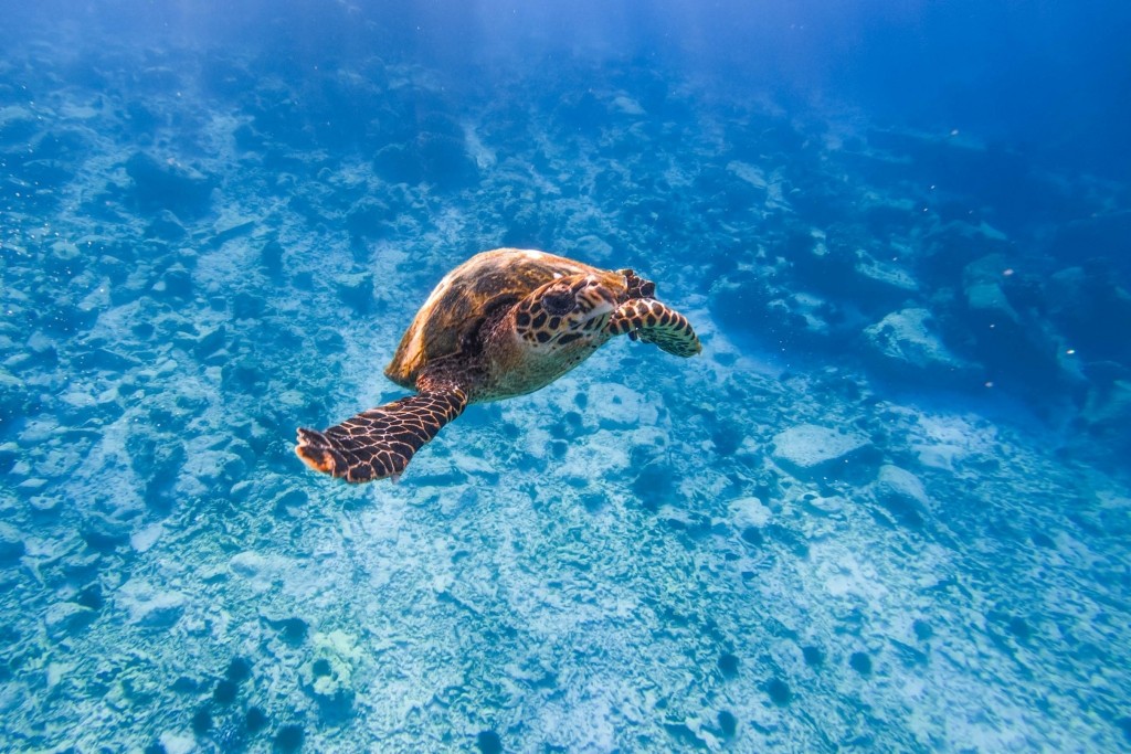 Seychelles Snorkeling: amazing marine life in Seychelles