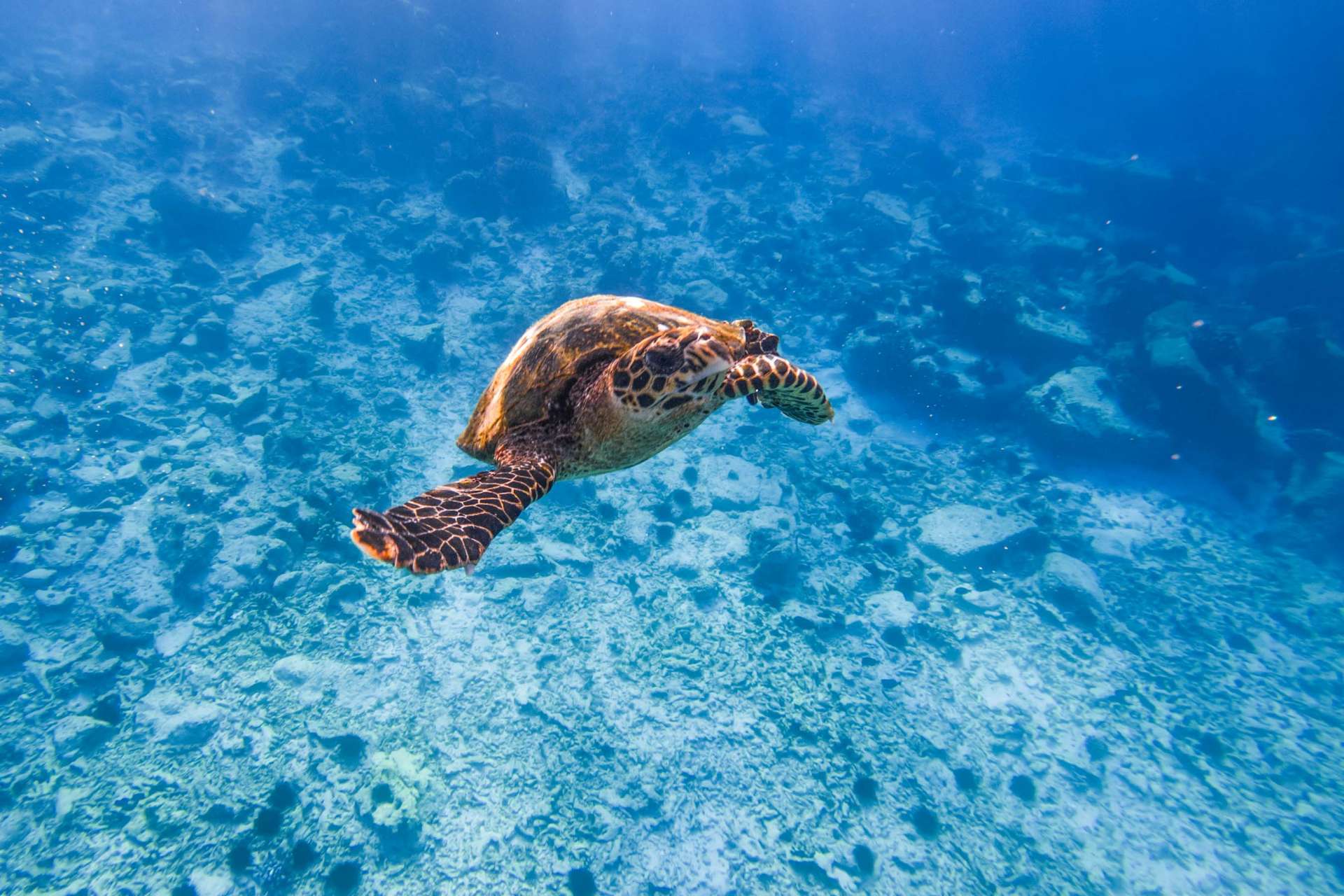 Coco island Seychelles travel photography underwater snorkeling enrico pescantini.GPR.GPR