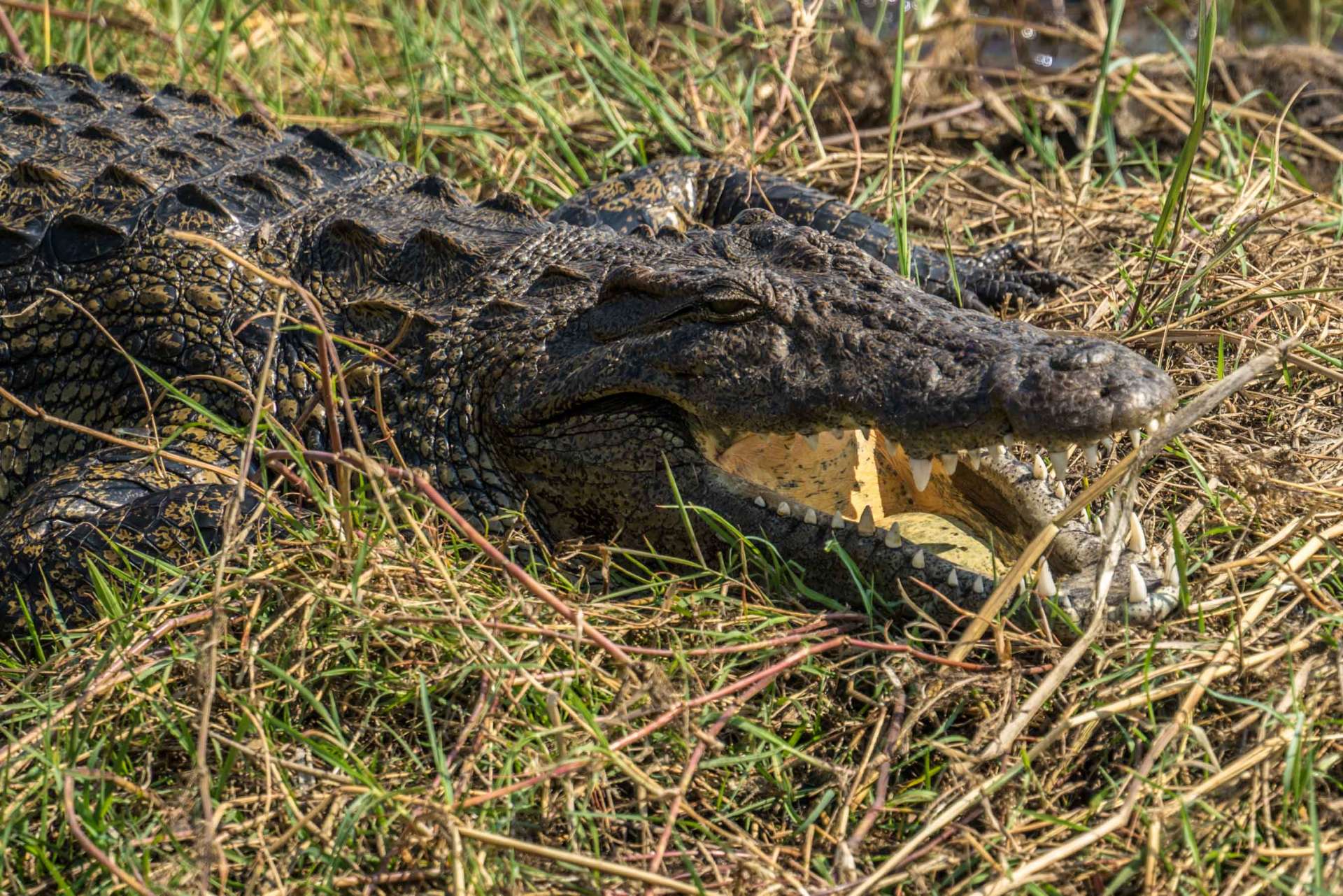 Victoria Falls Zimbawe Enrico Pescantini Chobe day trip crocodile 