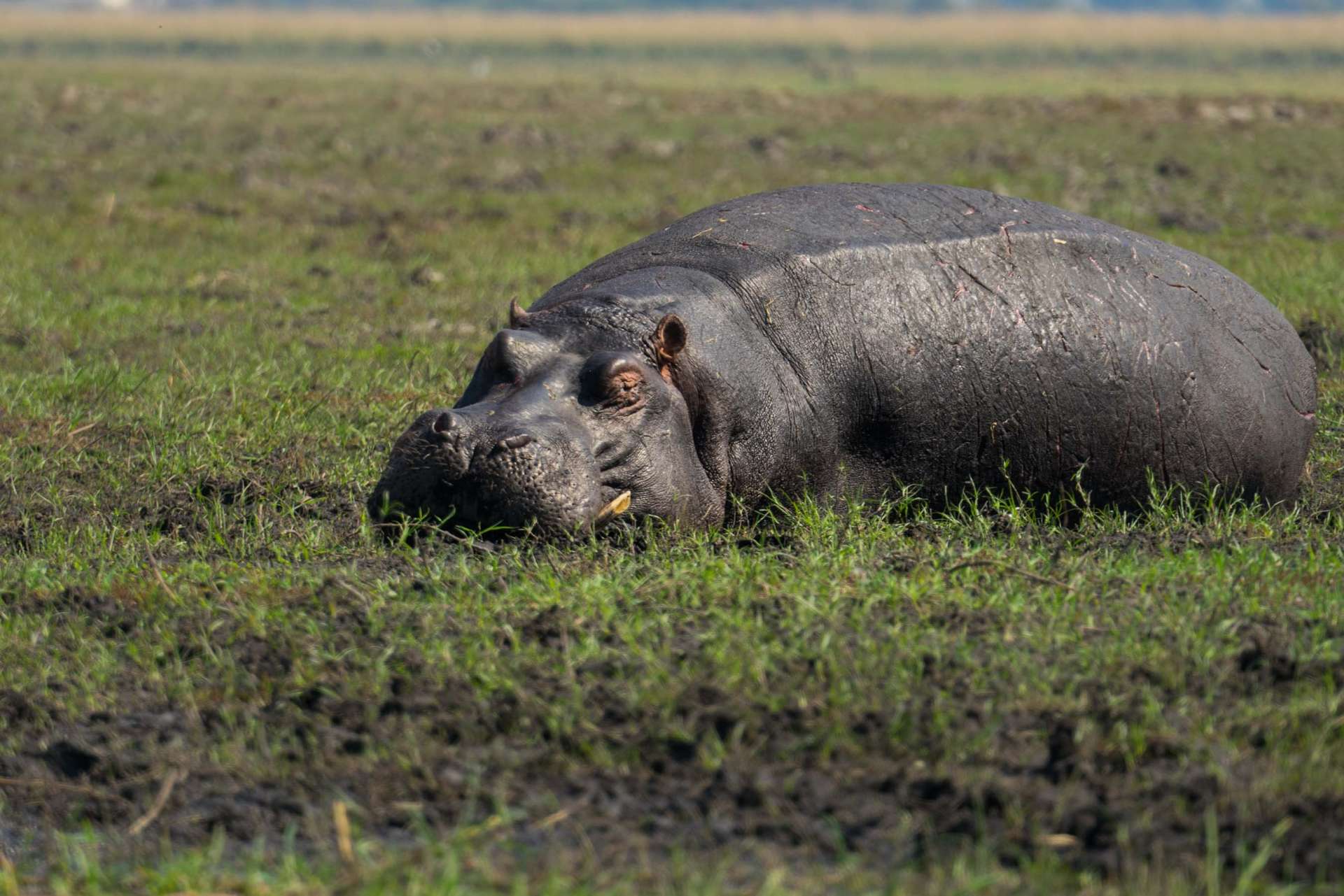 Victoria Falls Zimbawe Enrico Pescantini Chobe day trip hippo