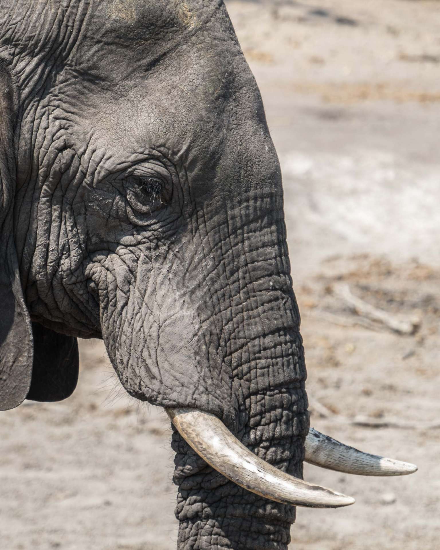 Victoria Falls Zimbawe Enrico Pescantini Chobe day trip elephant close up