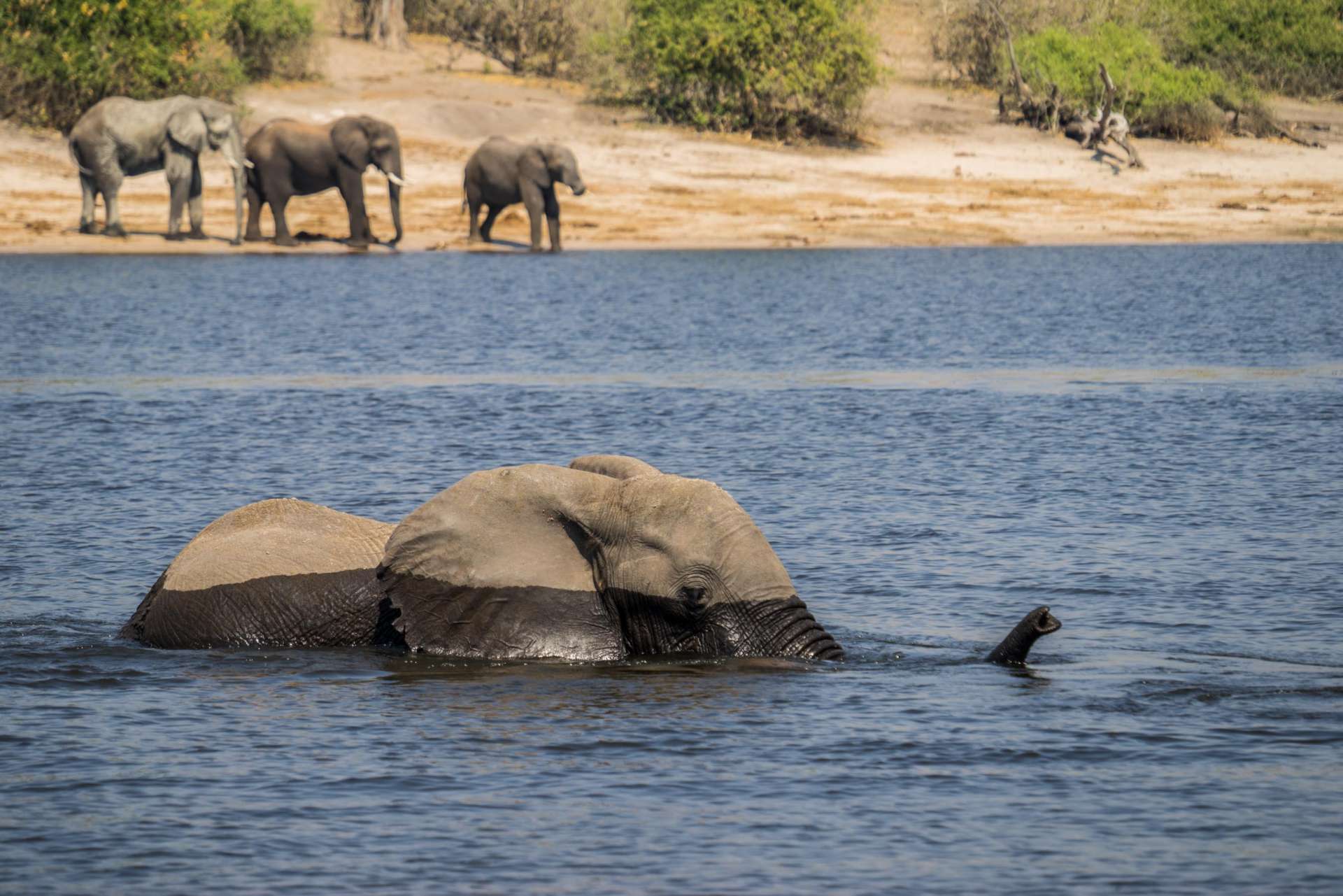 Victoria Falls Zimbawe Enrico Pescantini Chobe day trip elephant crossing river
