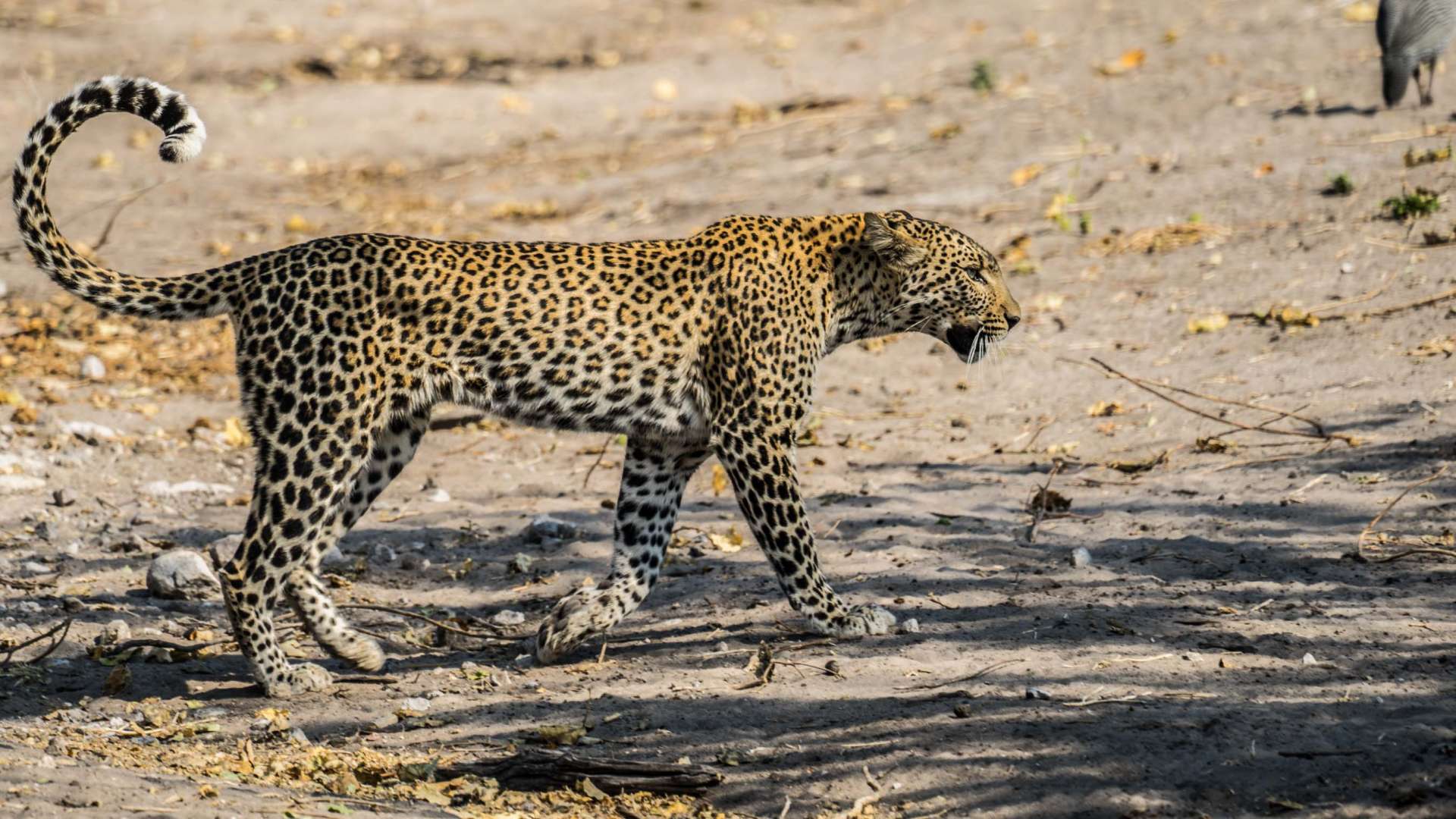 Victoria Falls Zimbawe Enrico Pescantini Chobe day trip leopard 2