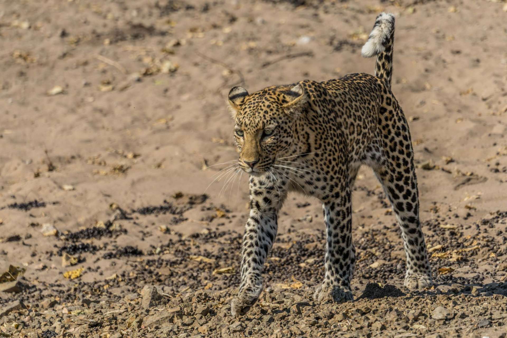 Victoria Falls Zimbawe Enrico Pescantini Chobe day trip leopard
