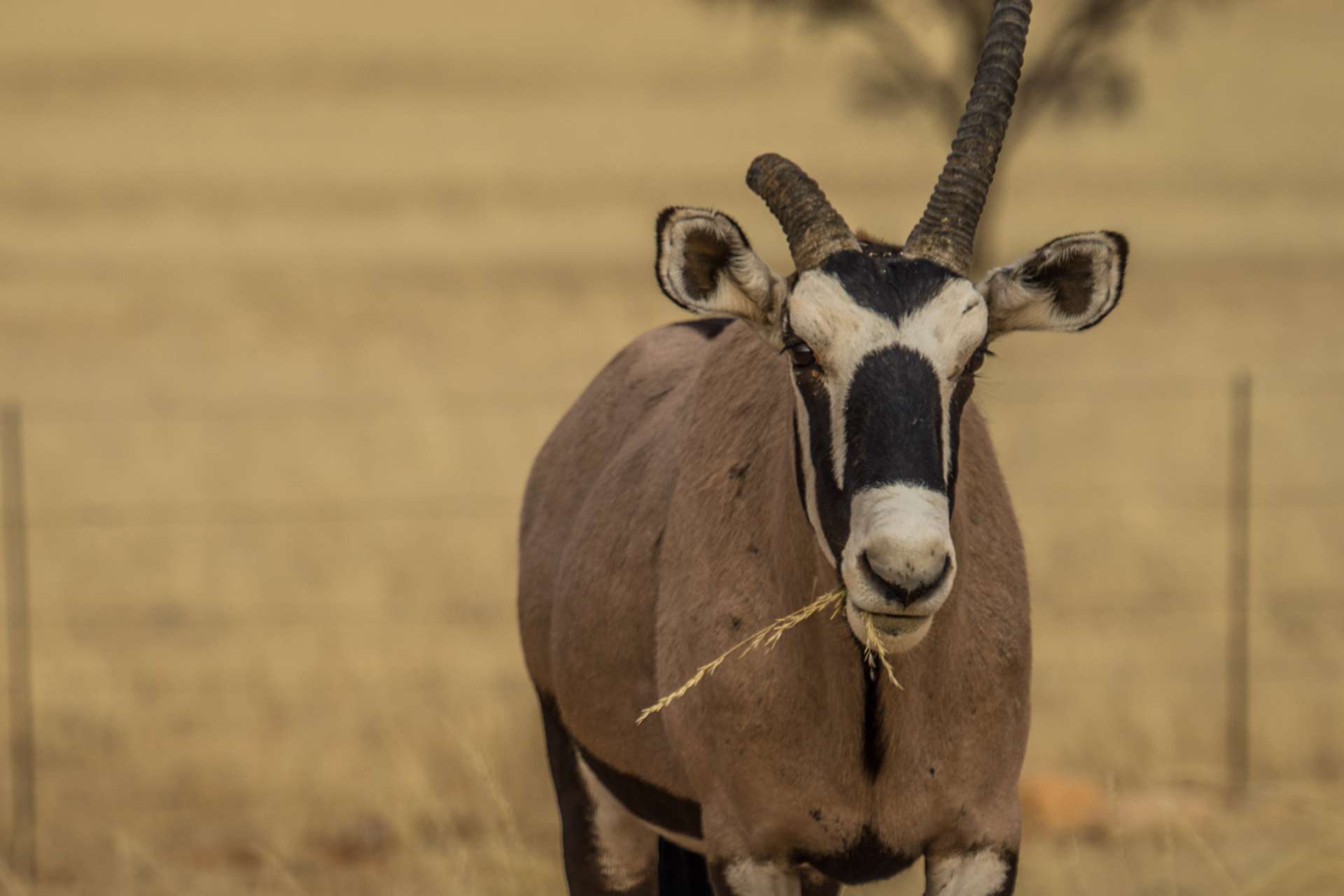 Namibia Enrico Pescantini Travel Photographer wildlife nature oryx