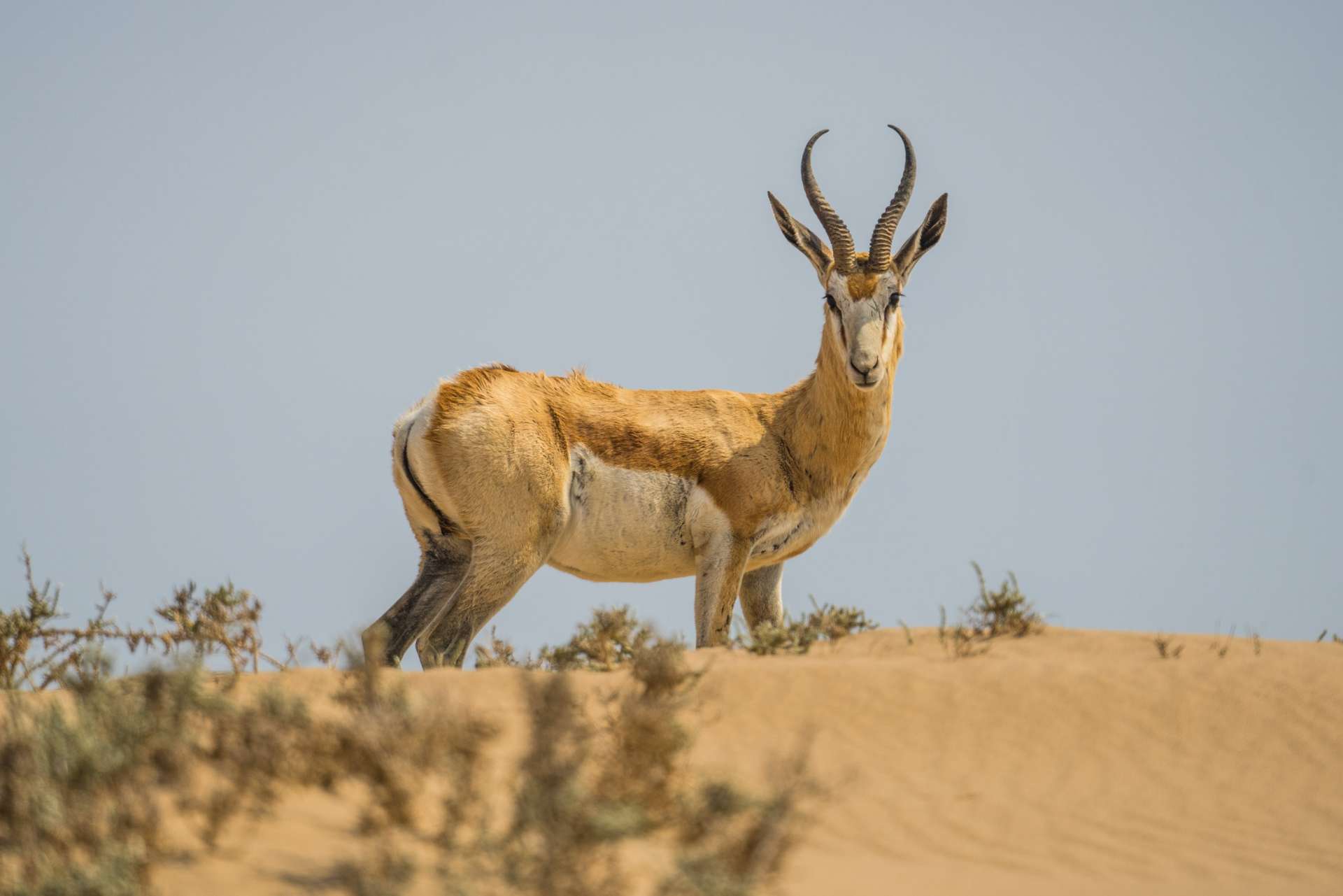 Namibia Enrico Pescantini Travel Photographer wildlife nature impala
