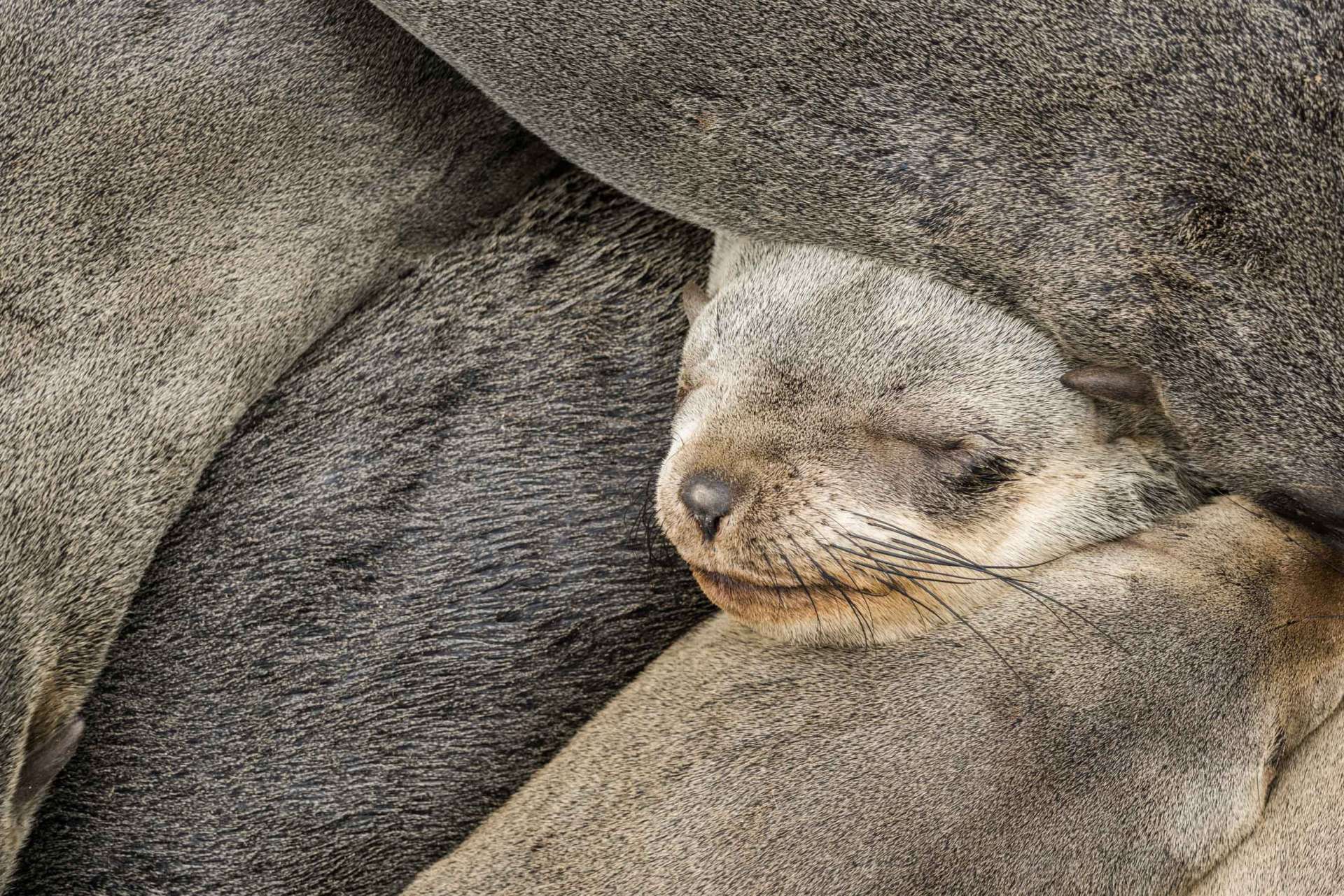 Namibia Enrico Pescantini Travel Photographer wildlife nature cape cross seals