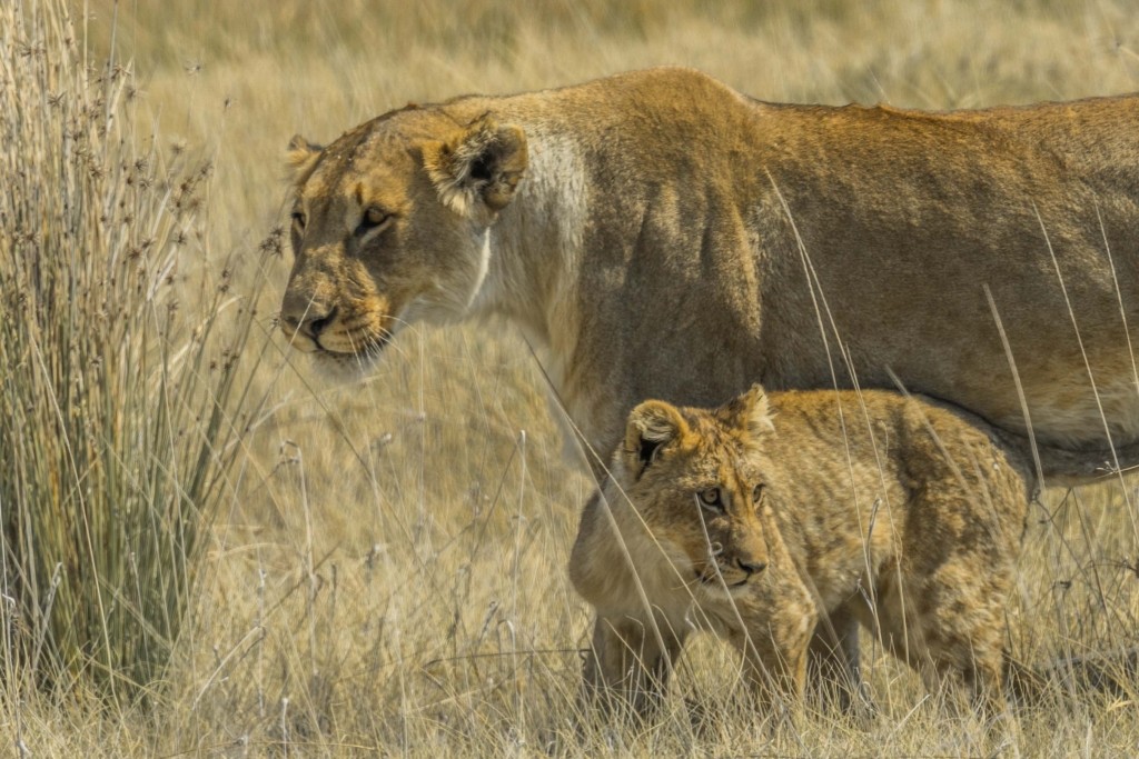 Namibia Enrico Pescantini Travel Photographer wildlife nature etosha lioness and cub
