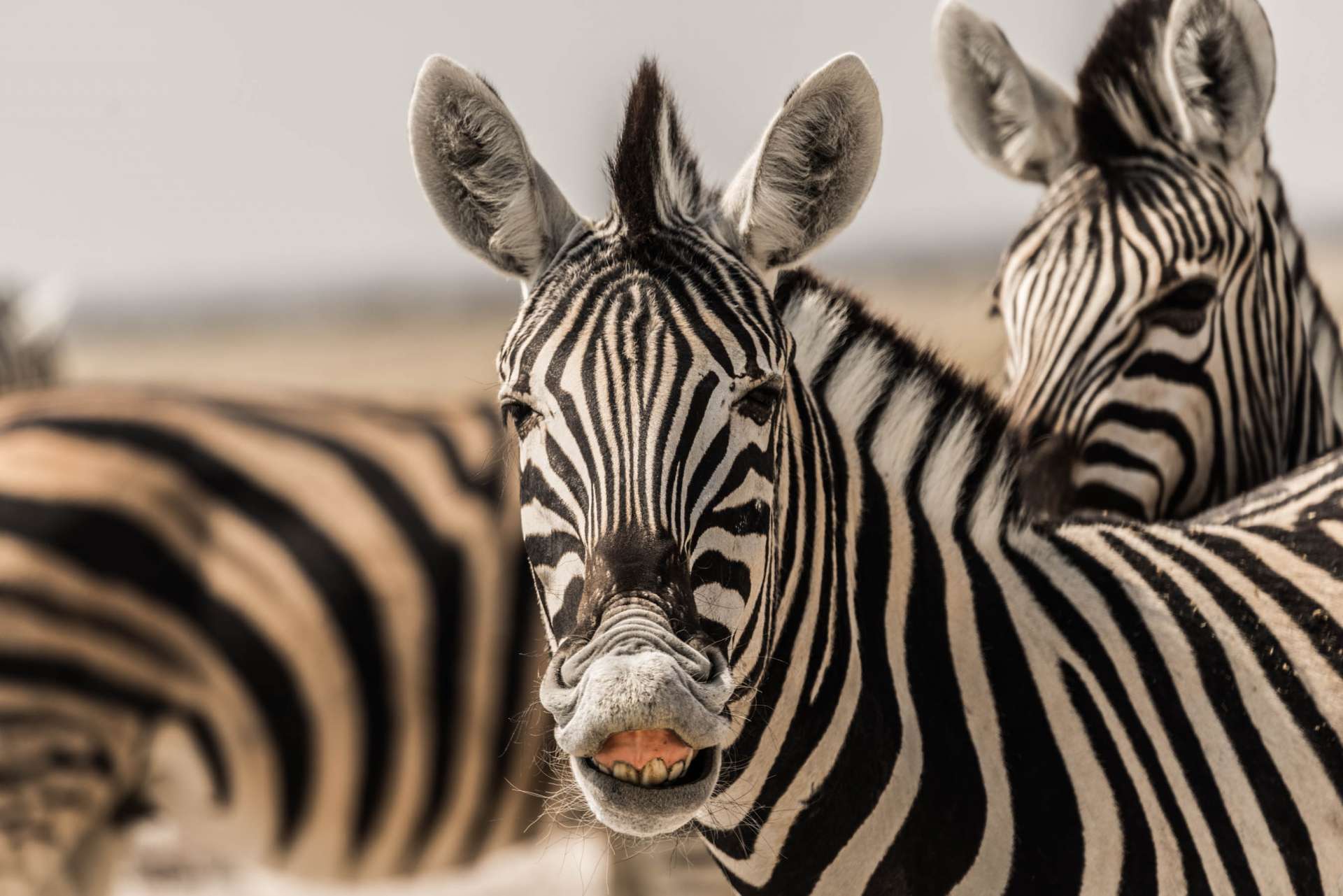 Namibia Enrico Pescantini Travel Photographer wildlife nature etosha smiling zebra