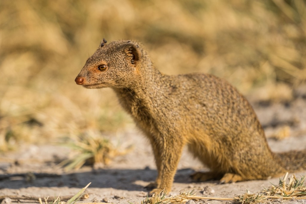 Namibia Enrico Pescantini Travel Photographer wildlife nature etosha mongoose