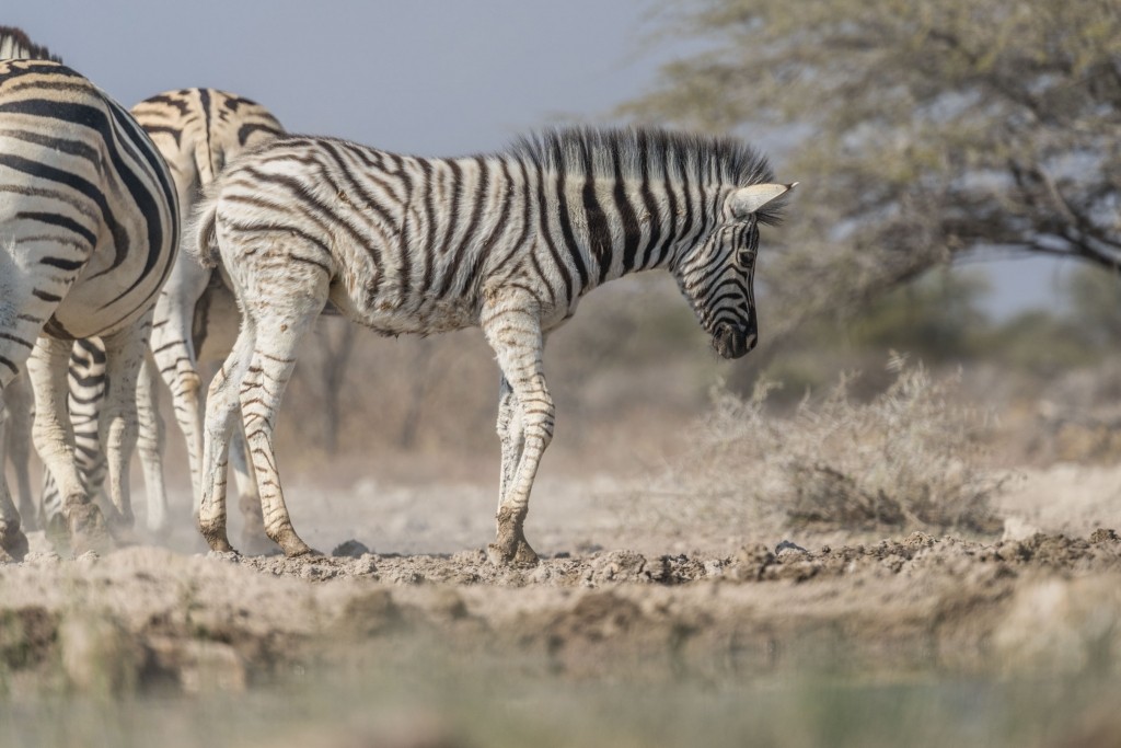 Namibia Enrico Pescantini Travel Photographer wildlife nature etosha cub zebra