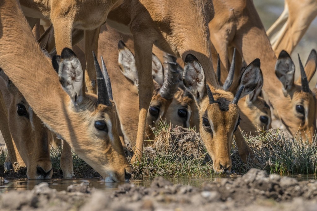 Namibia Enrico Pescantini Travel Photographer wildlife nature etosha impala