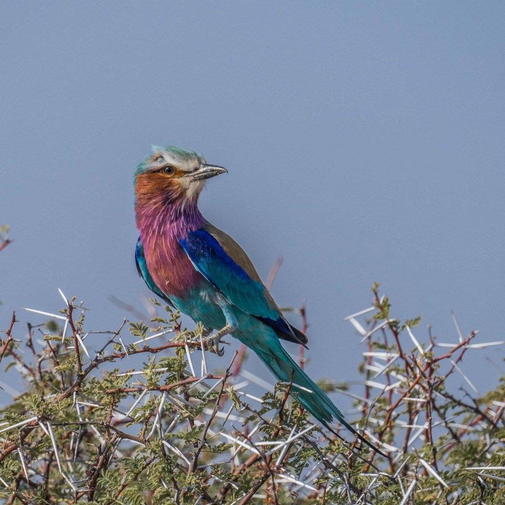 Namibia Enrico Pescantini Travel Photographer wildlife nature Lilac-breasted roller