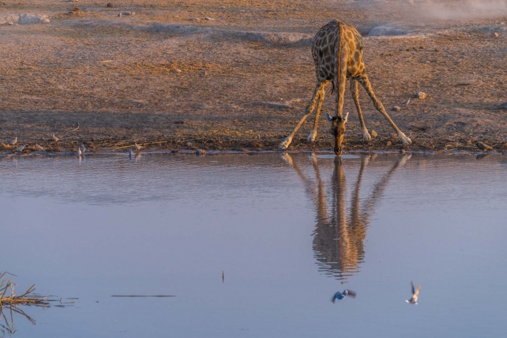 Namibia Enrico Pescantini Travel Photographer wildlife nature etosha young giraffe drinking
