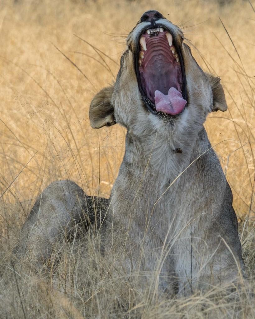 Namibia Enrico Pescantini Travel Photographer wildlife nature lioness yawning
