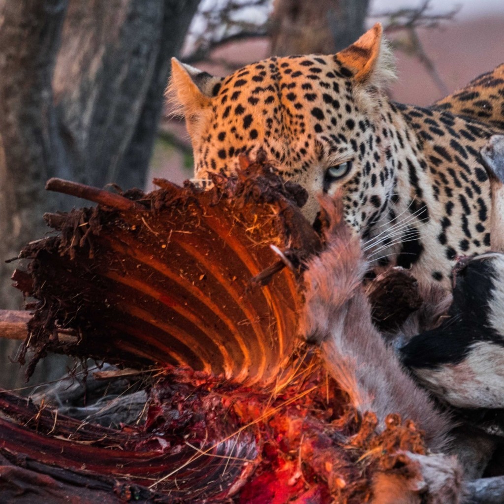 Namibia Enrico Pescantini Okonjima Nature Reserve africat foundation leopard dinner