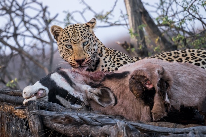 Namibia Enrico Pescantini Okonjima Nature Reserve africat foundation leopard dinner