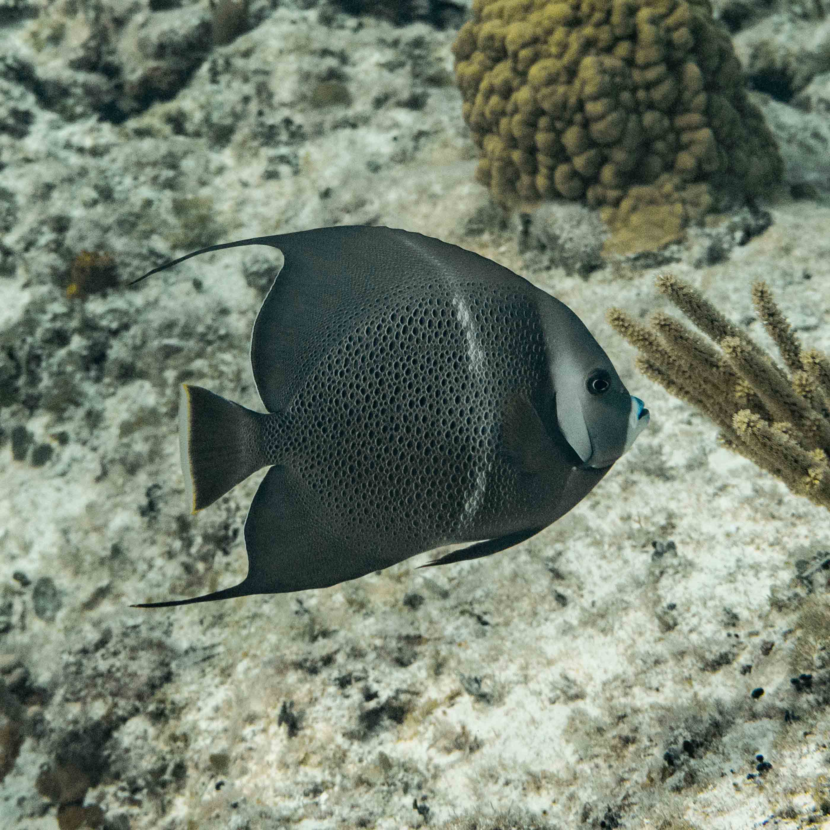 Bahamas Long Island snorkeling cape santa maria beach