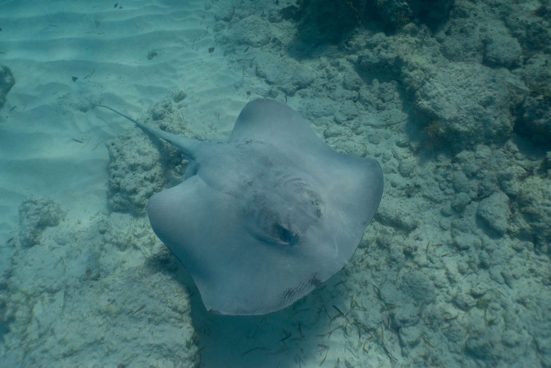 Bahamas Long Island snorkeling cape santa maria beach 9