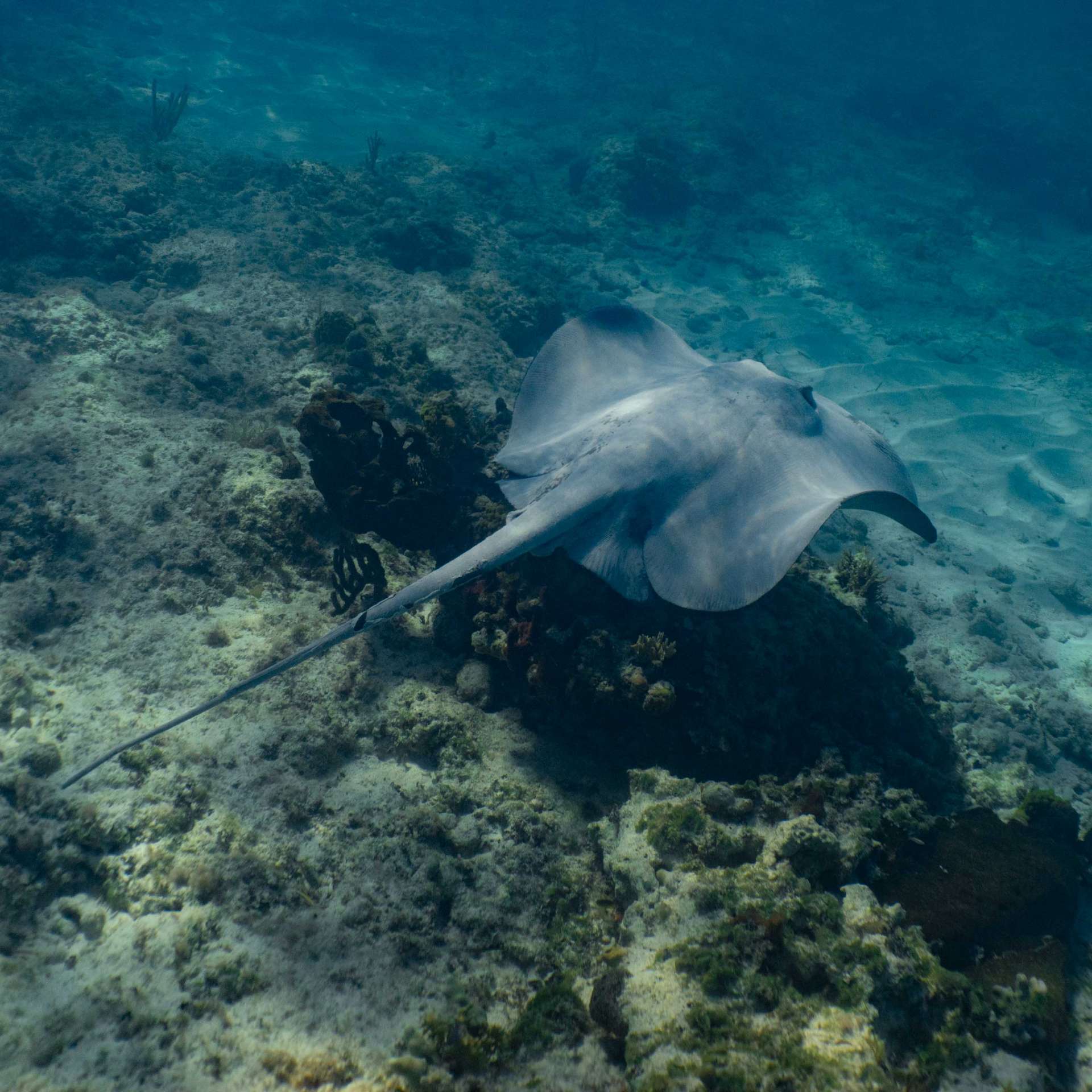 Bahamas Long Island snorkeling cape santa maria beach 8