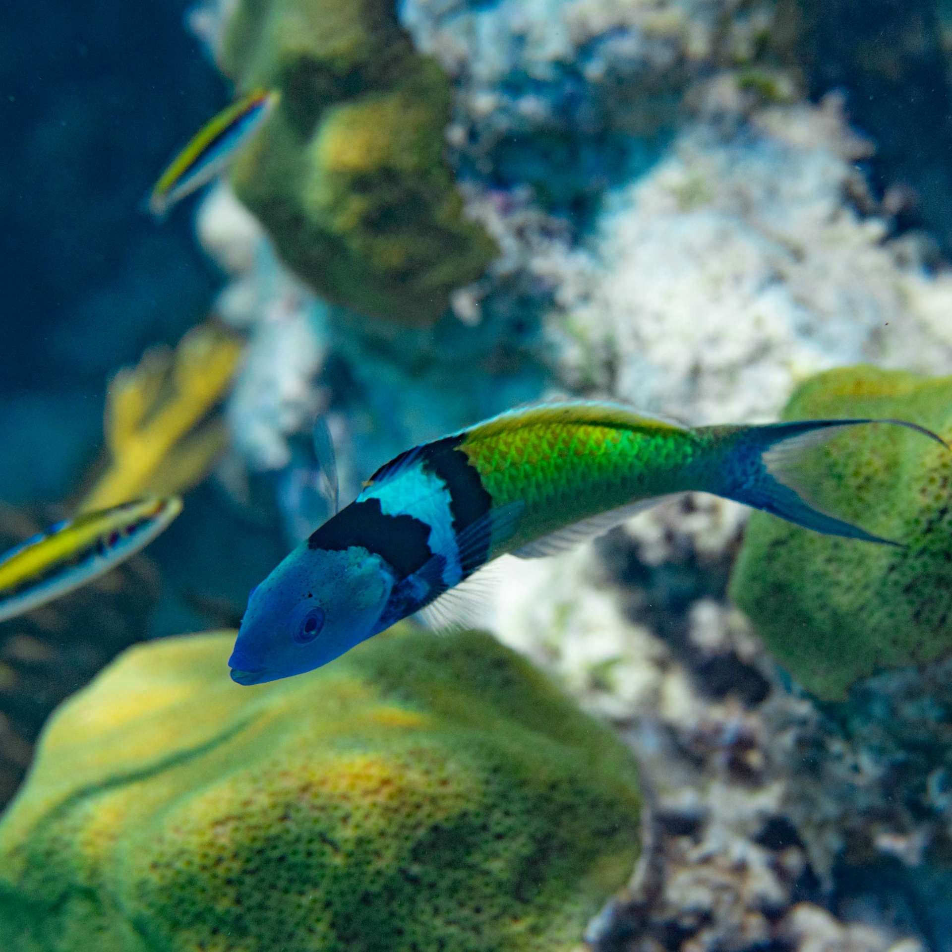 Bahamas Long Island snorkeling cape santa maria beach 7