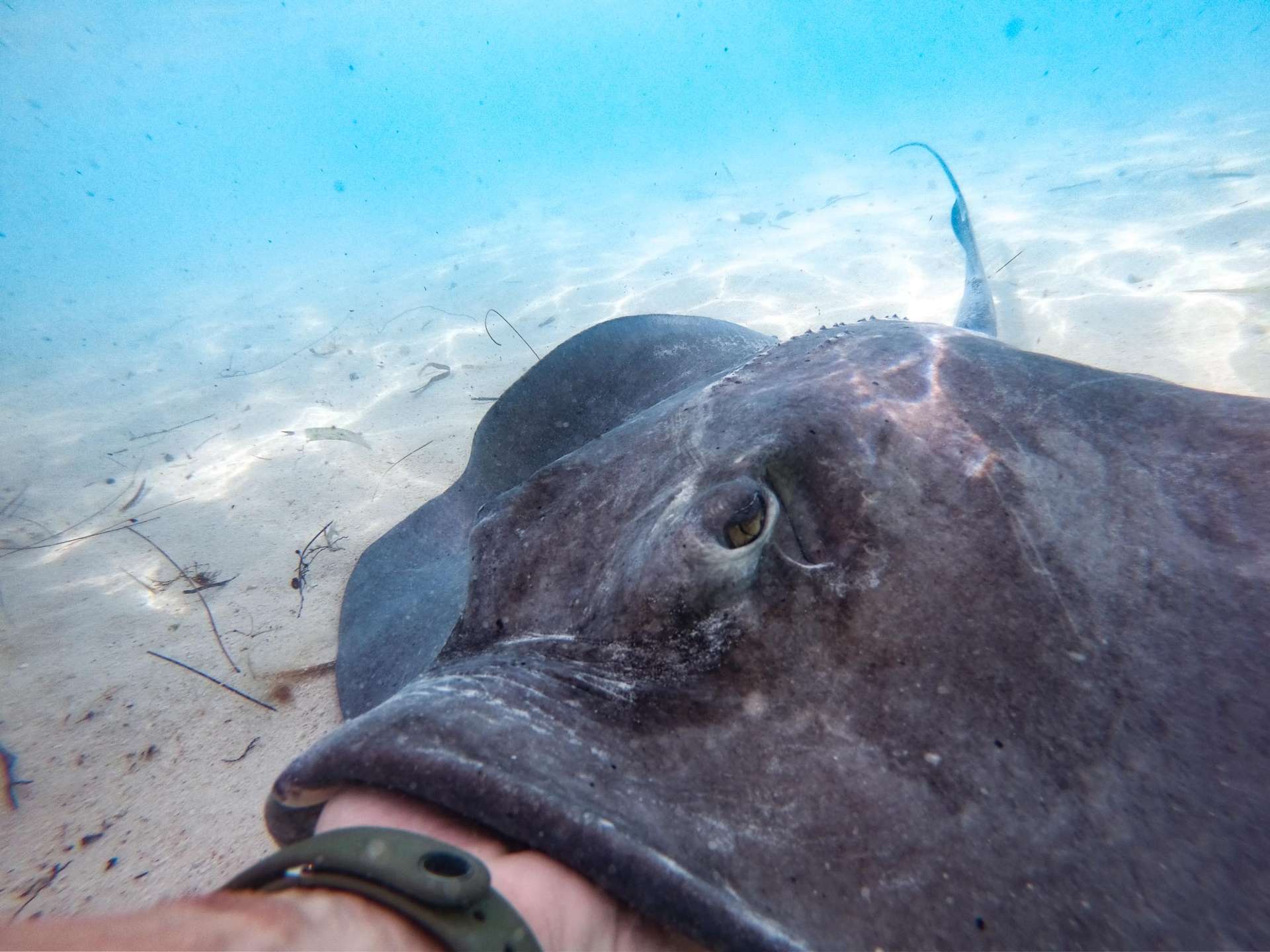 Feeding stingrays Chat N Chill Stocking Island Exuma Bahamas