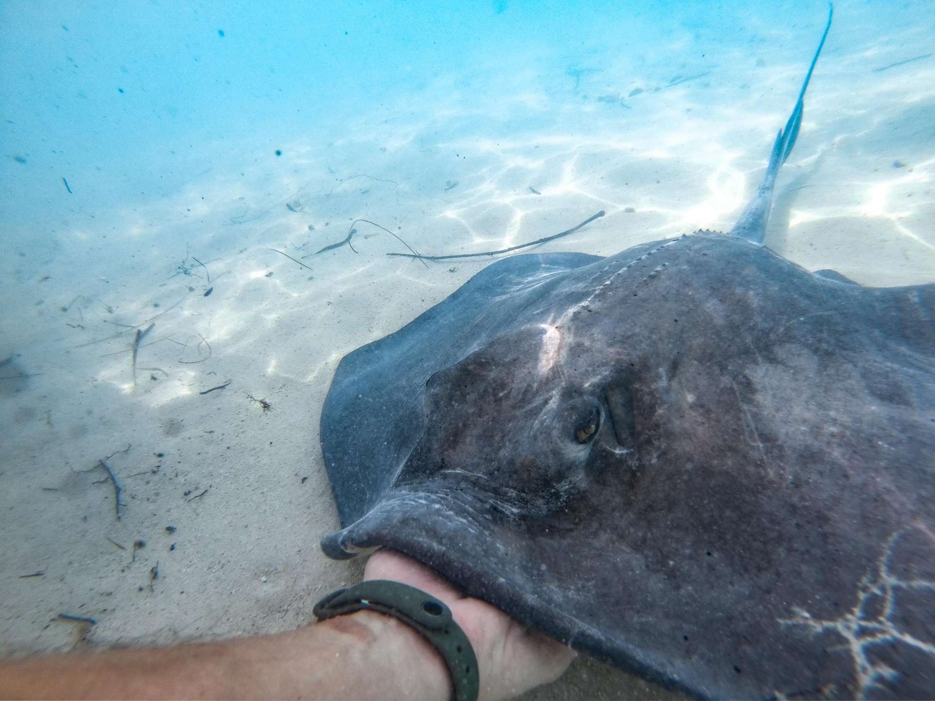 Feeding stingrays Chat N Chill Stocking Island Exuma Bahamas