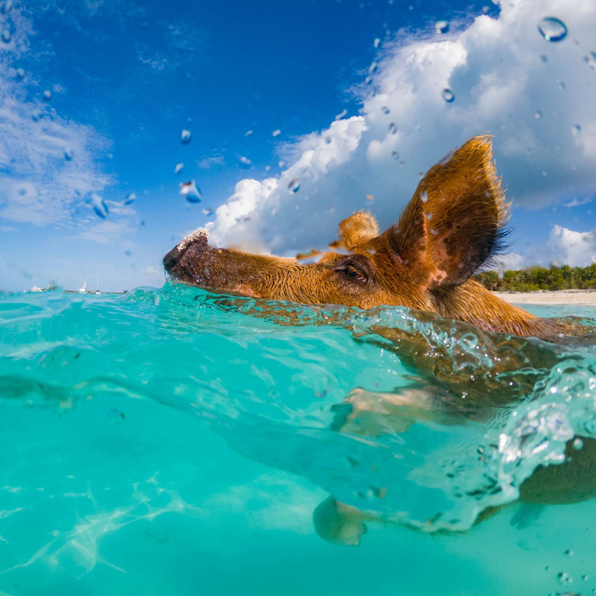 swimming with pigs beach exuma cays bahamas 2