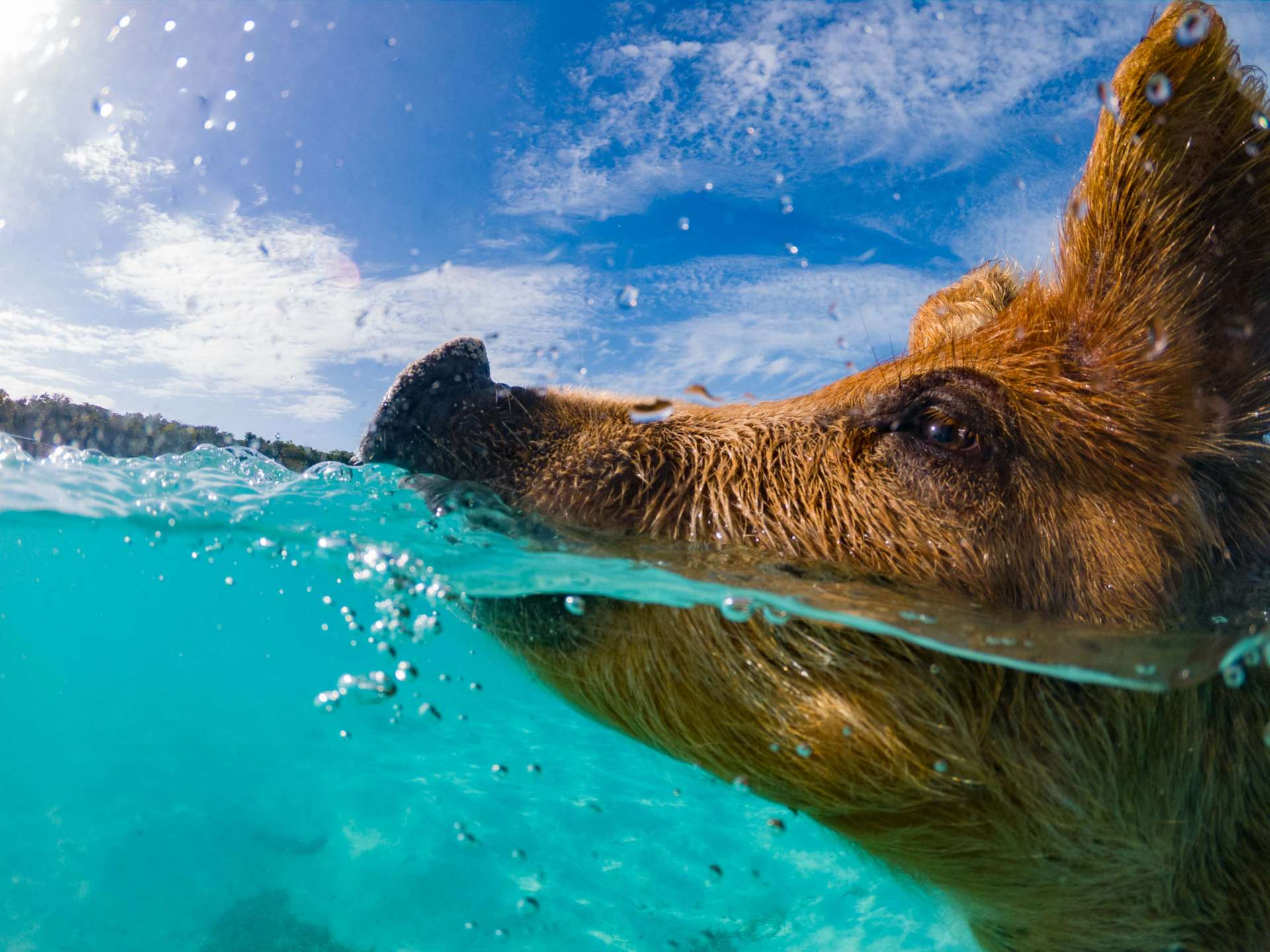 swimming with pigs beach exuma cays bahamas 3