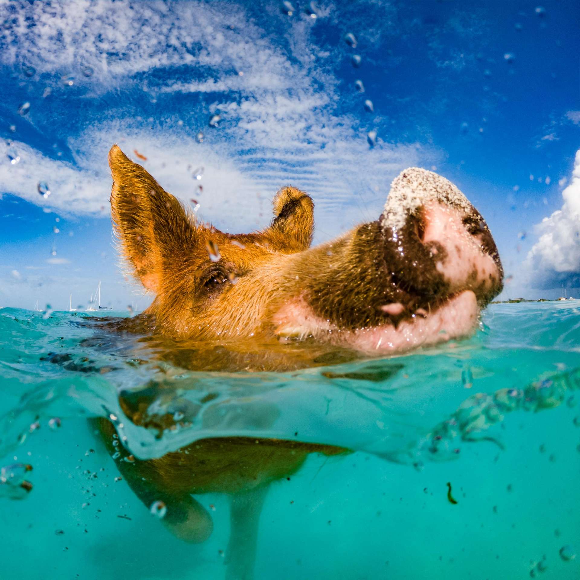 swimming with pigs beach exuma cays bahamas 5