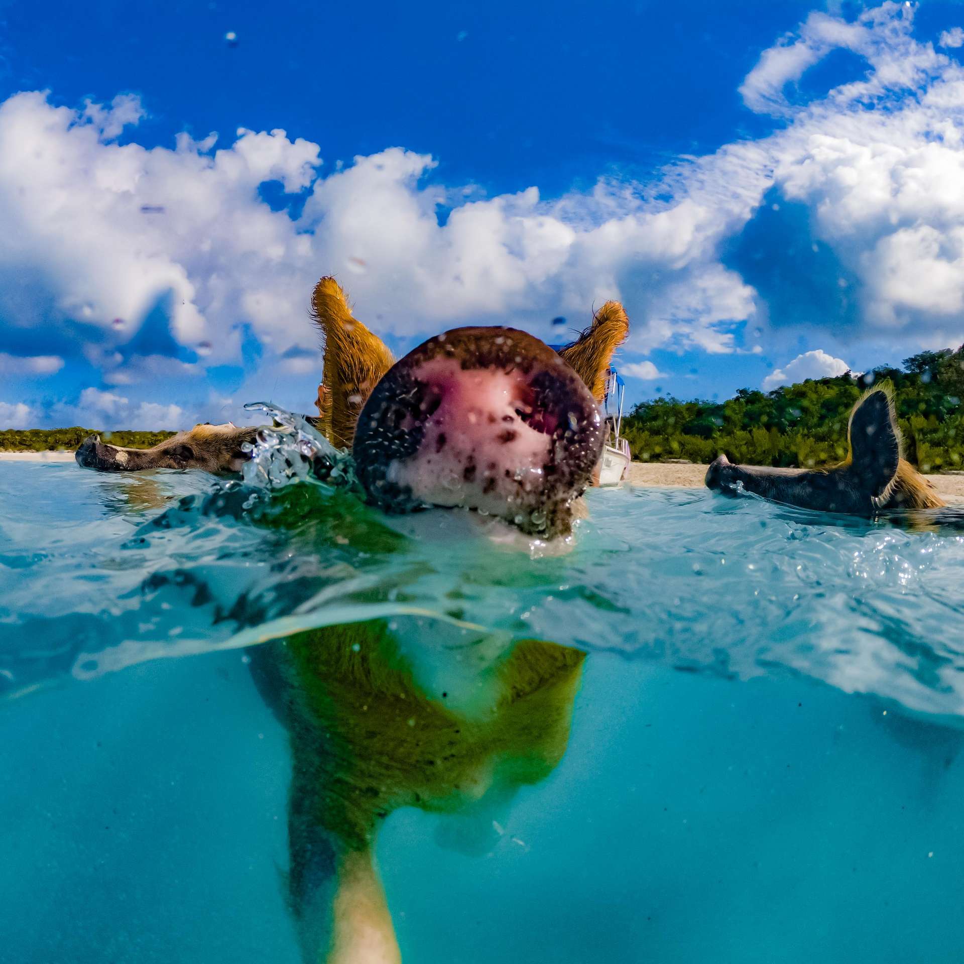 swimming with pigs beach exuma cays bahamas 6