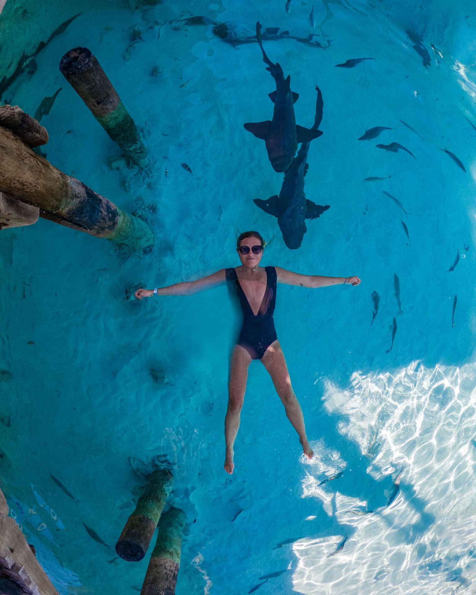 swimming with sharks exuma cays bahamas 2