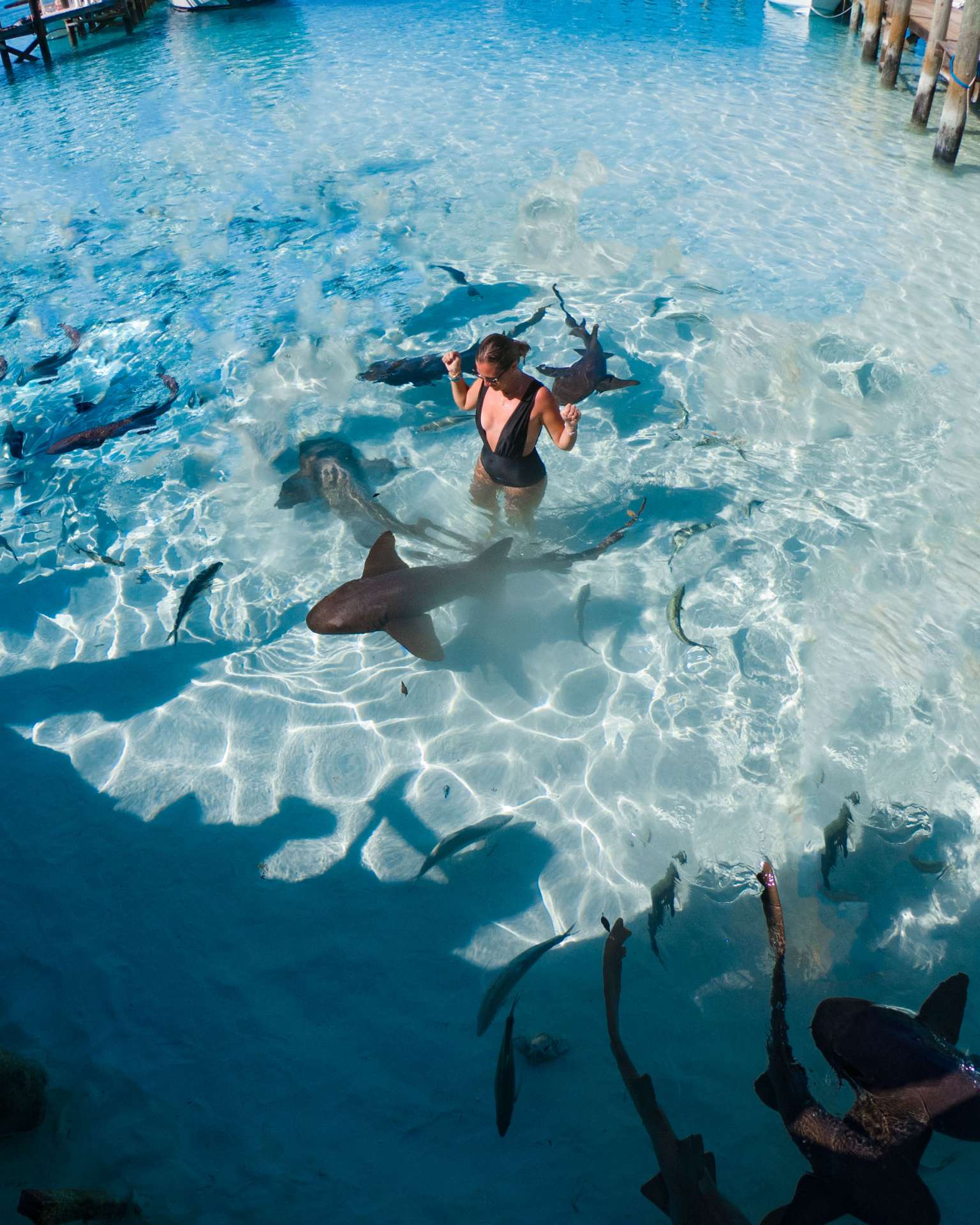 swimming with sharks exuma cays bahamas 3