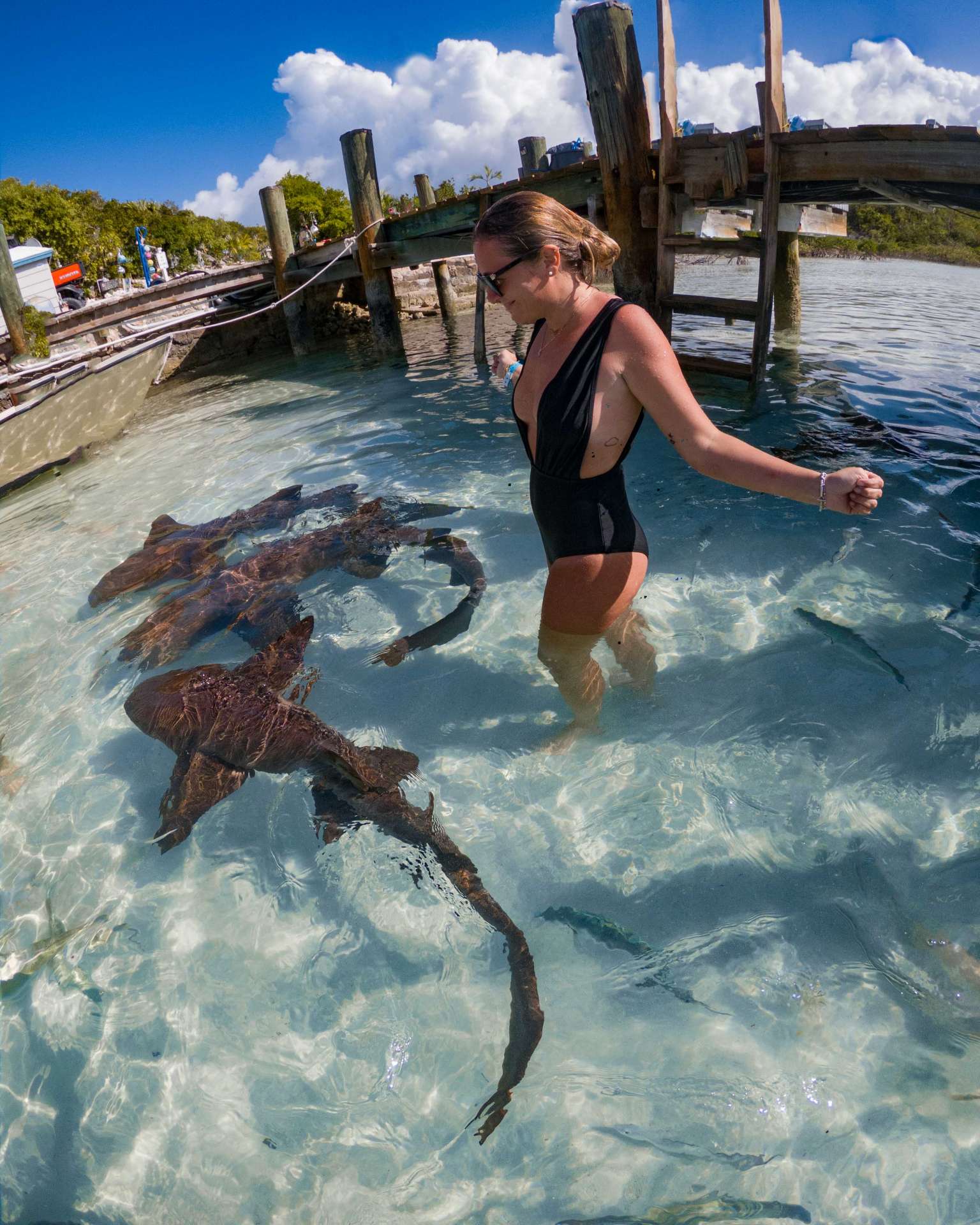 swimming with sharks exuma cays bahamas