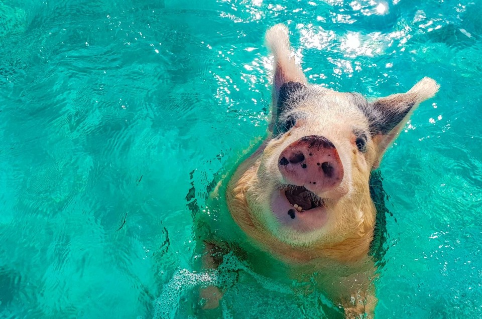 Exuma Smiling Pig 1mb.jpg Exuma Smiling Pig 3mb.jpg Exuma Smiling Pig MAX.jpg Exuma Smiling Pig swimming pigs beache exuma cays bahamas comedy wildlife
