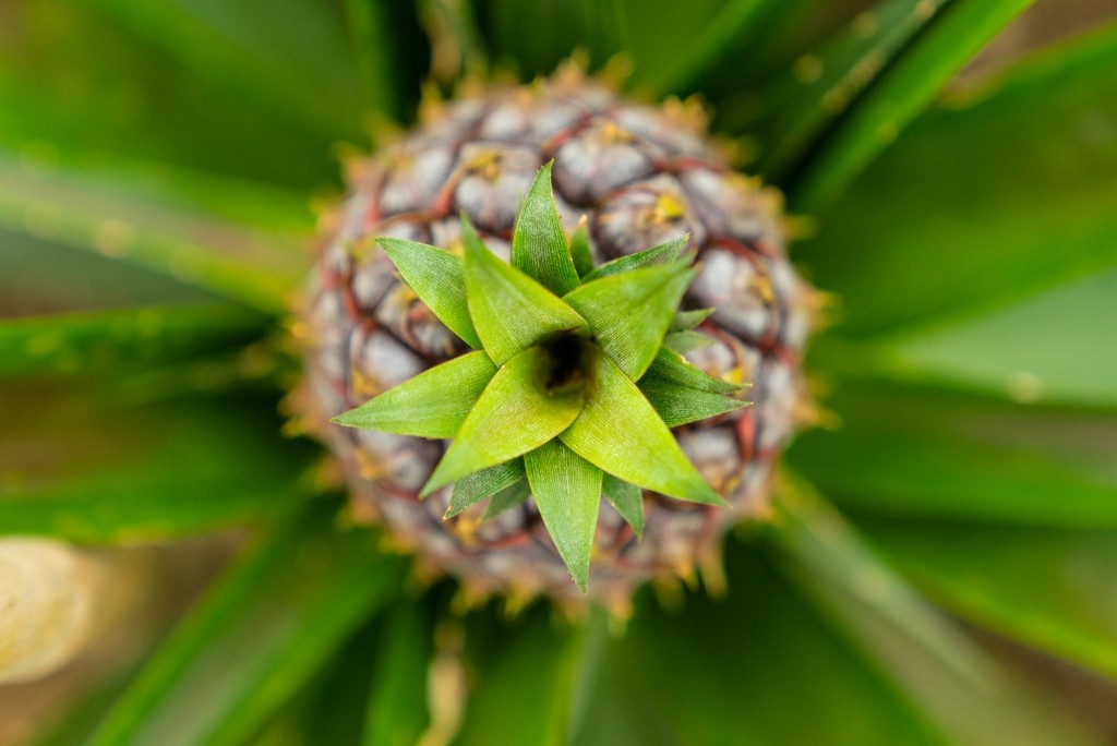Azores Sao Miguel Pineapples Arruda