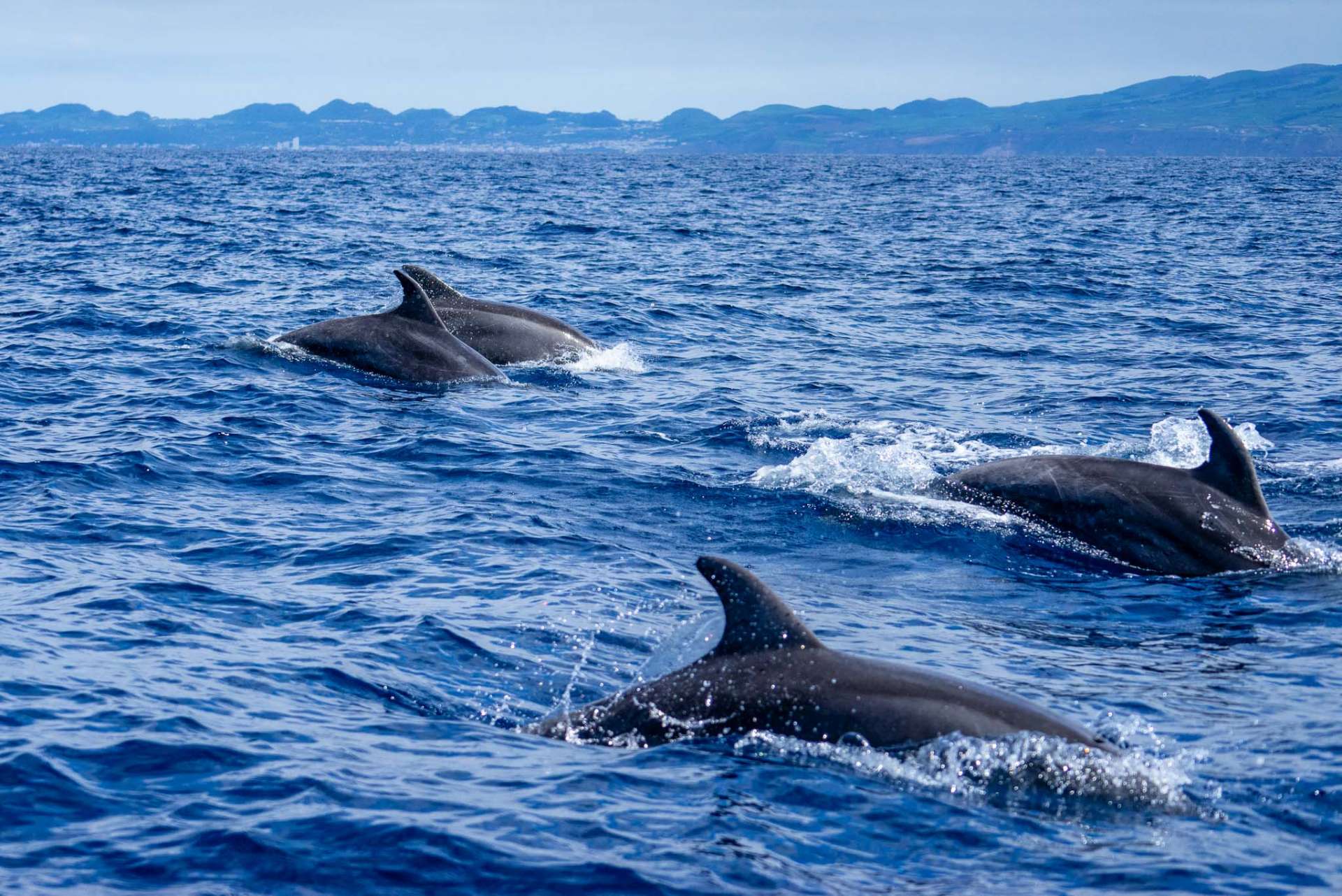 Azores Sao Miguel Ponta Dalgada Whale Watching Futurismo Dolphin Watching 3